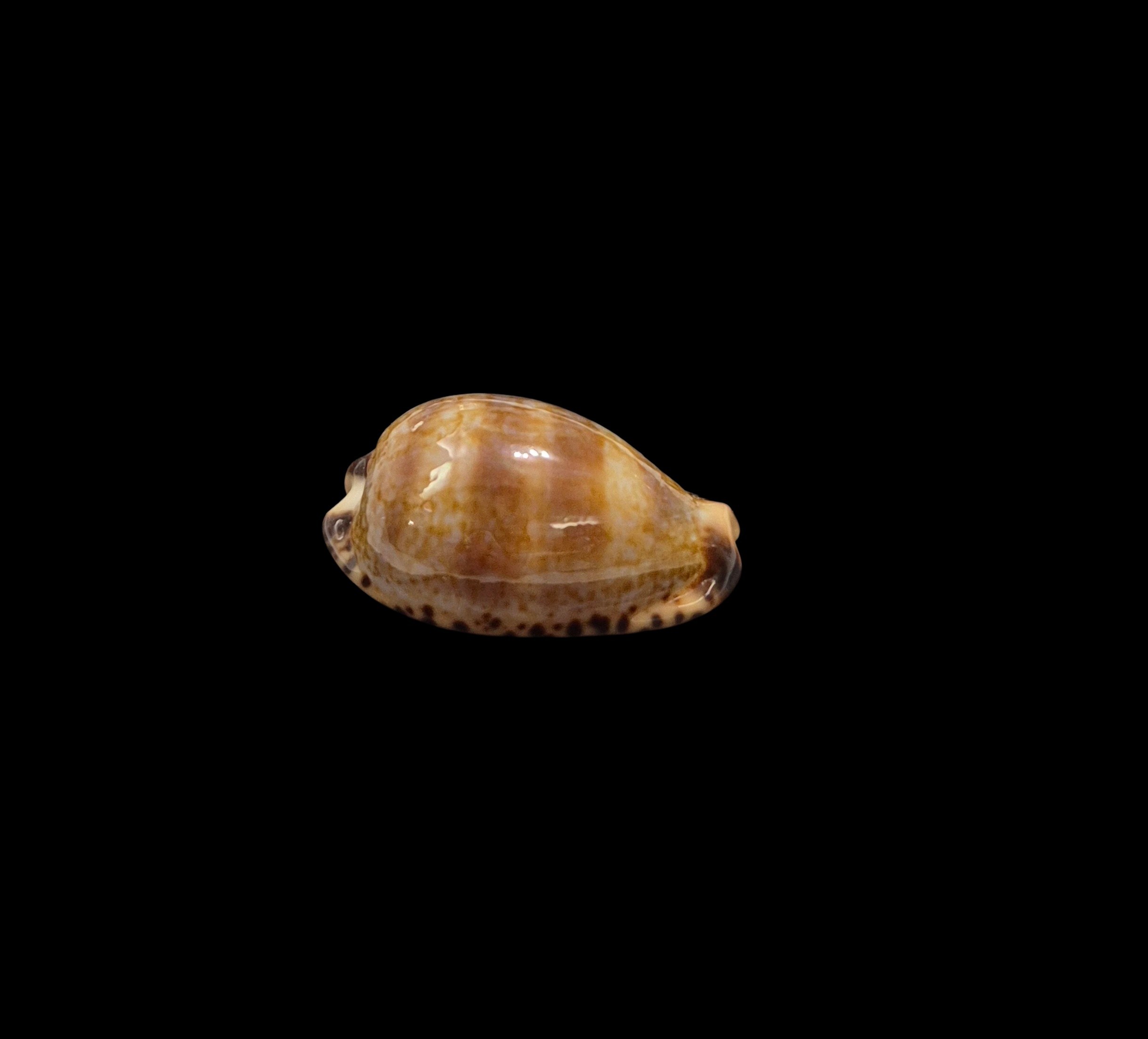 BC204 Pseudozonaria nigropunctata - EXTREME DWARF - Image 2