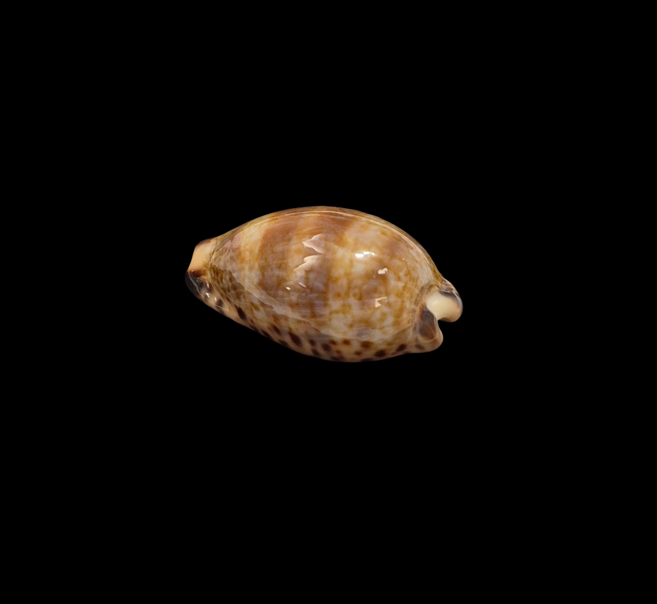 BC204 Pseudozonaria nigropunctata - EXTREME DWARF - Image 3