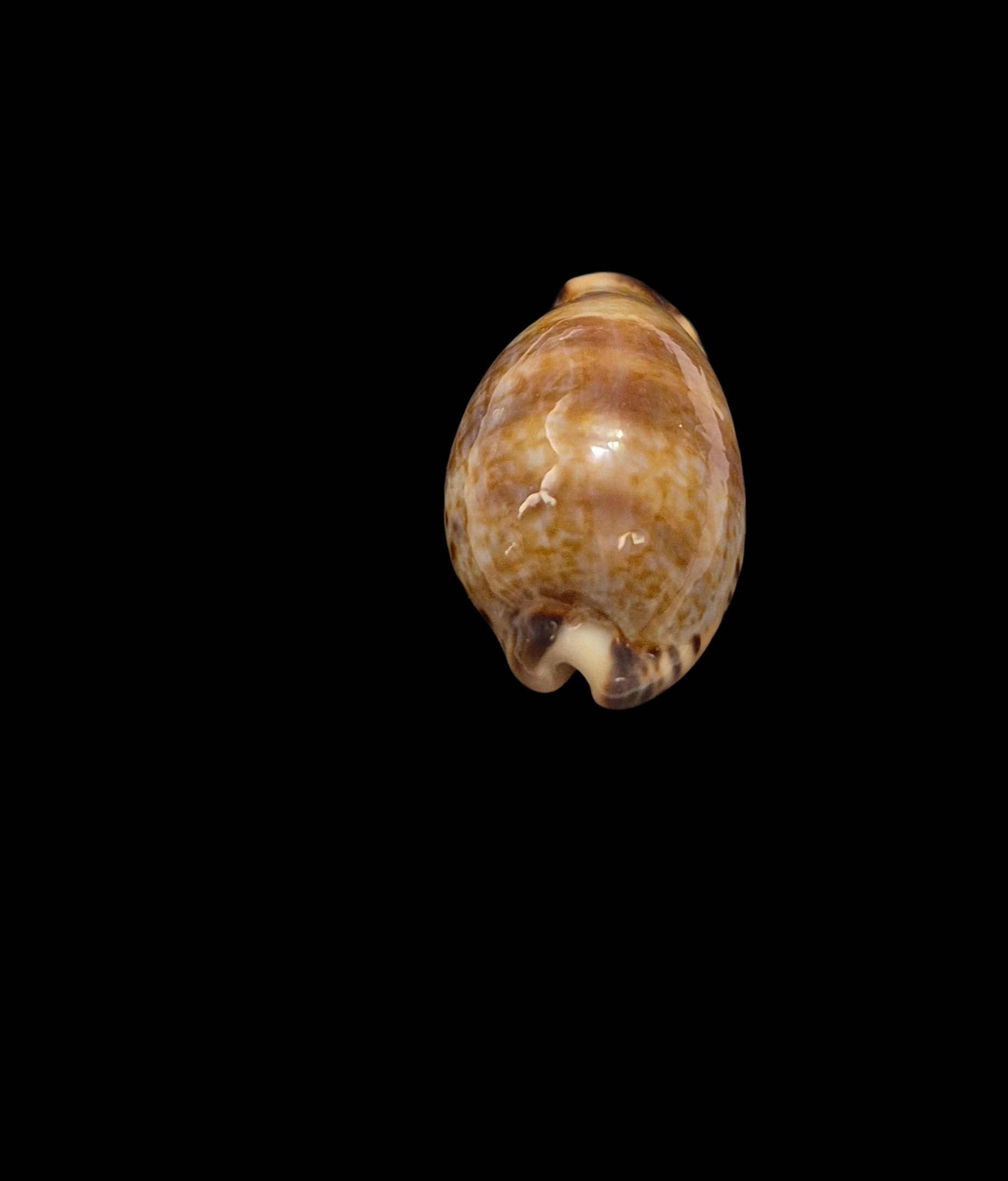 BC204 Pseudozonaria nigropunctata - EXTREME DWARF - Image 5