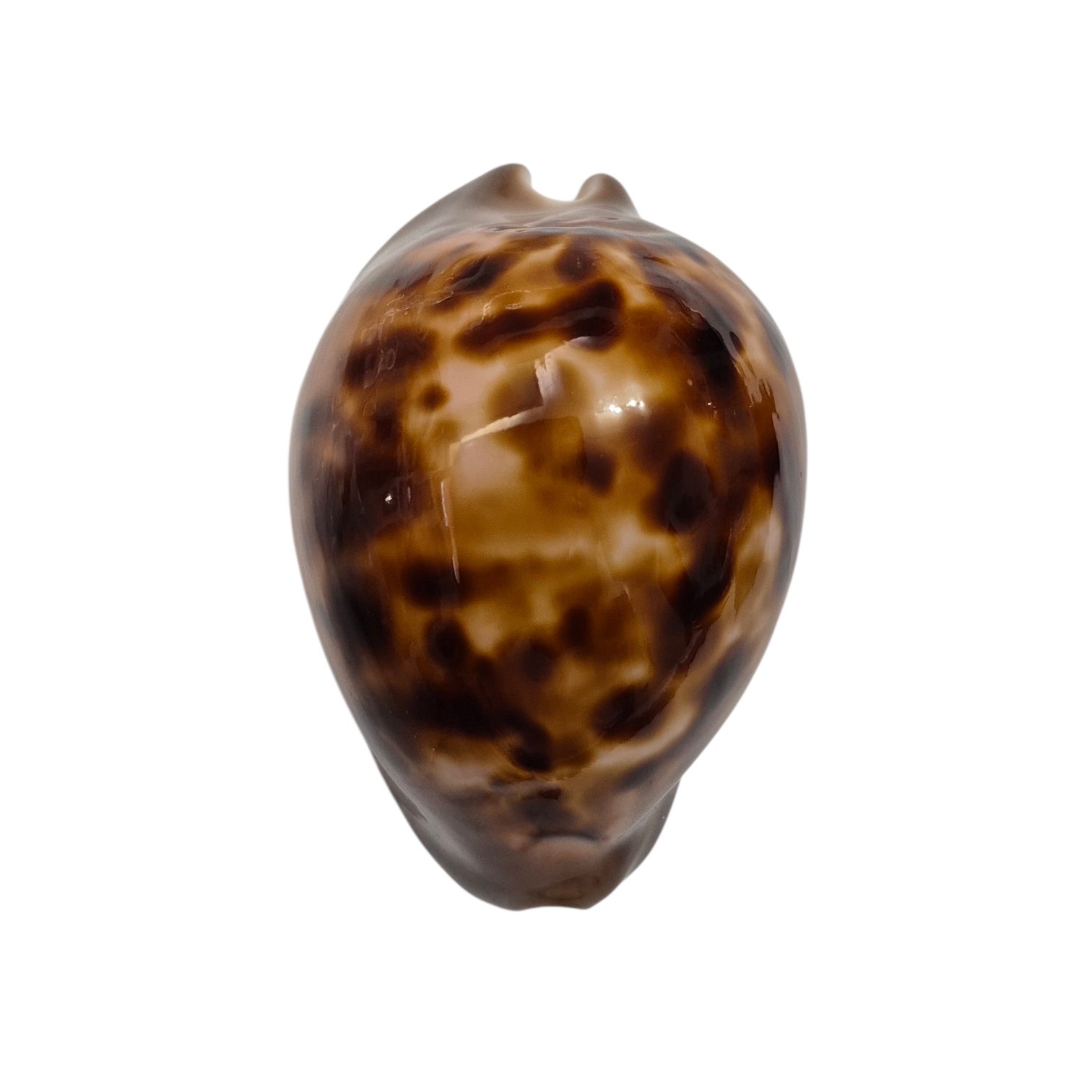 BC295 Zoila venusta episema - LARGE - Image 2