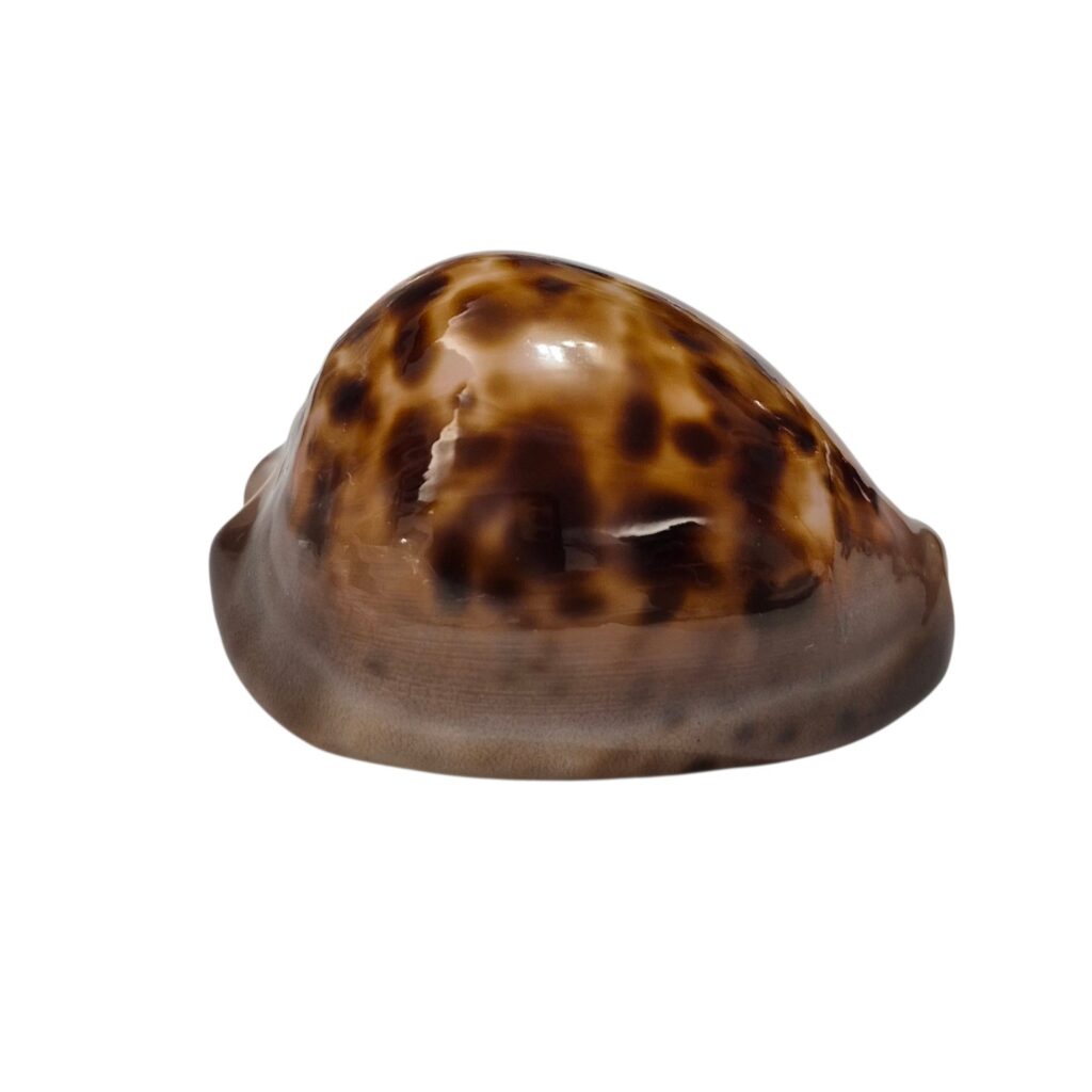 BC295 Zoila venusta episema - LARGE