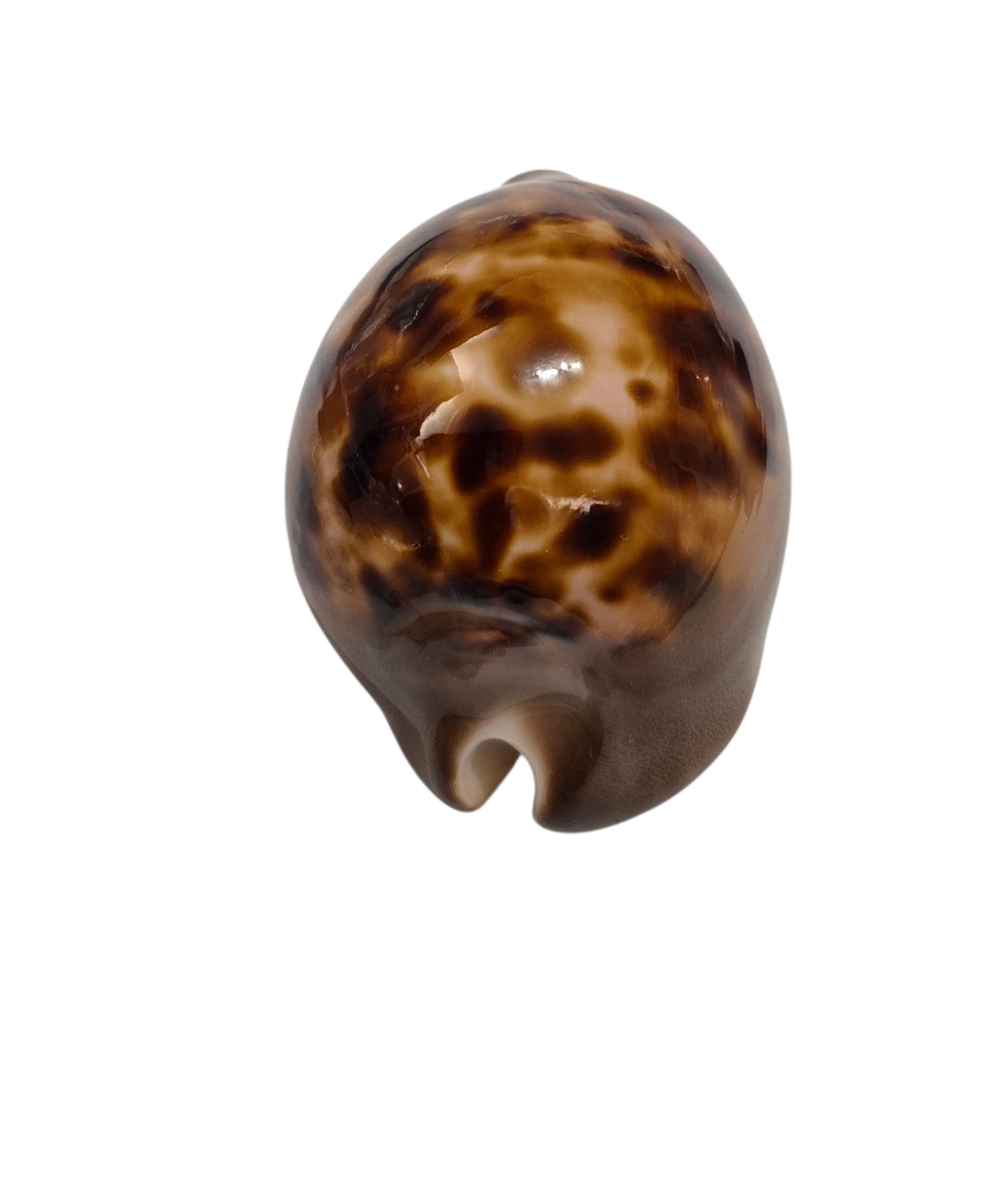 BC295 Zoila venusta episema - LARGE - Image 6