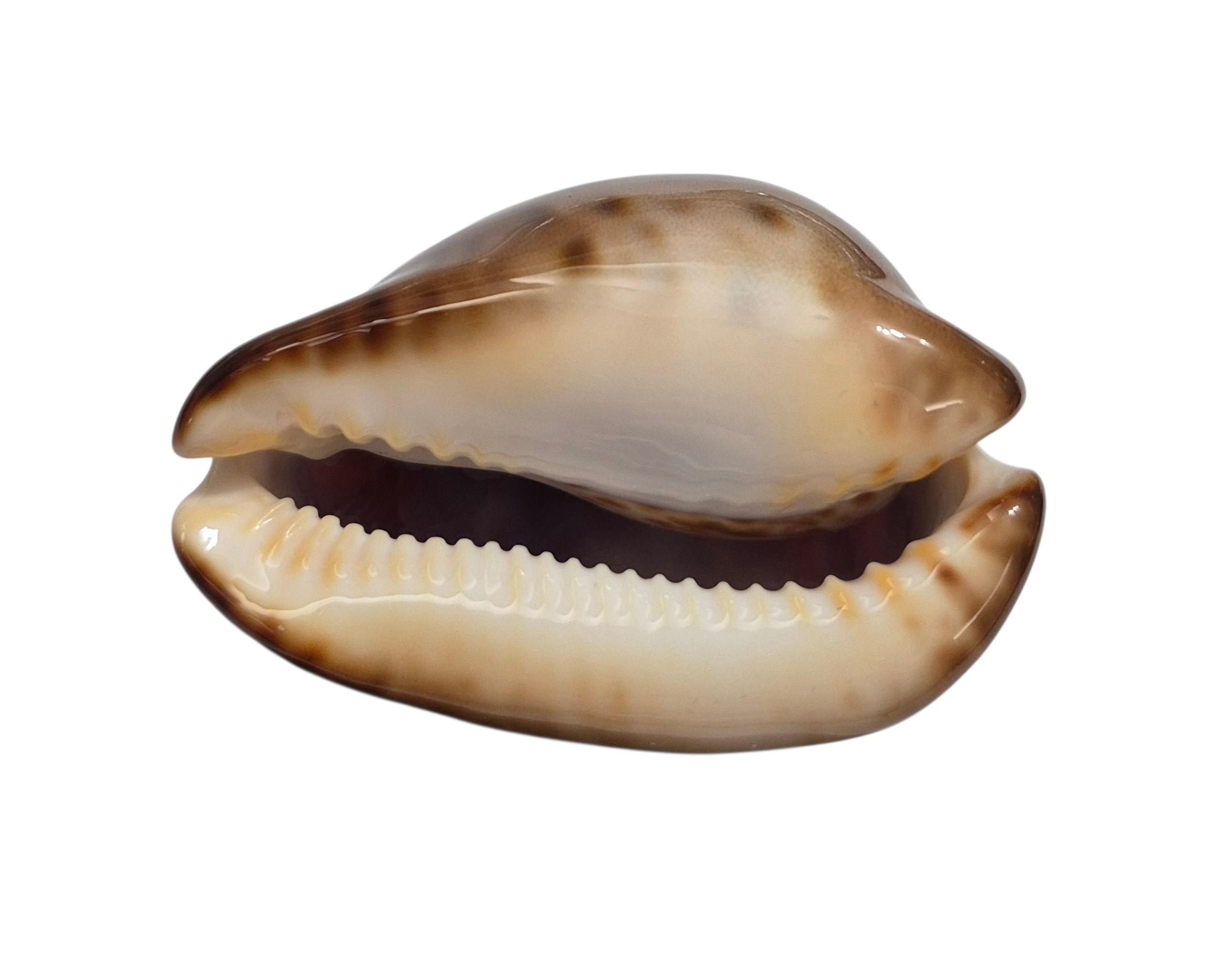 BC295 Zoila venusta episema - LARGE - Image 3