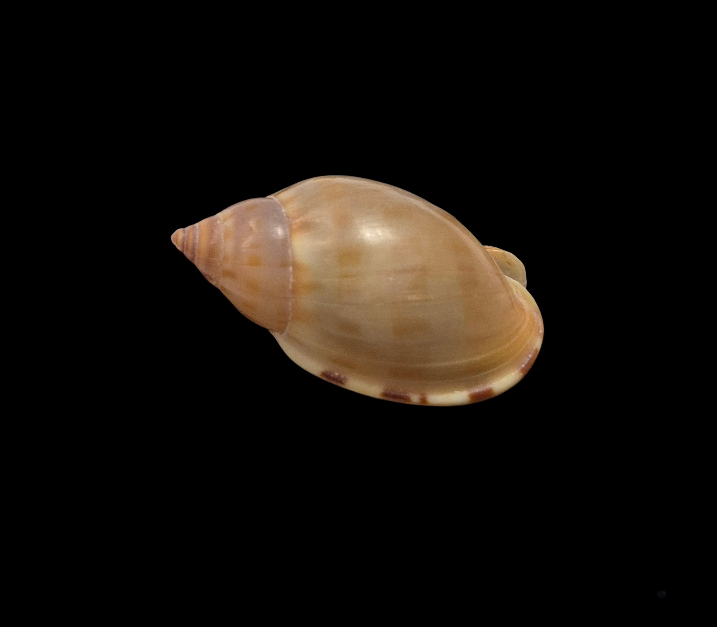 BC223 Casmaria atlantica - SELECTED - Image 2