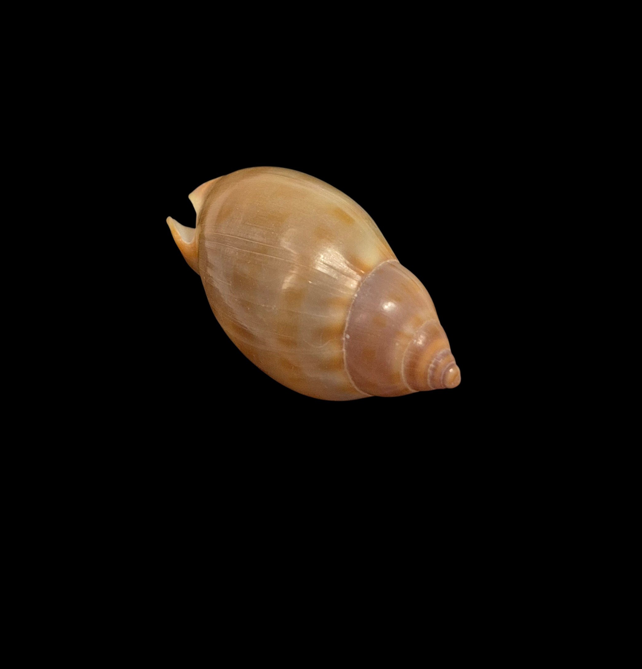 BC223 Casmaria atlantica - SELECTED - Image 4