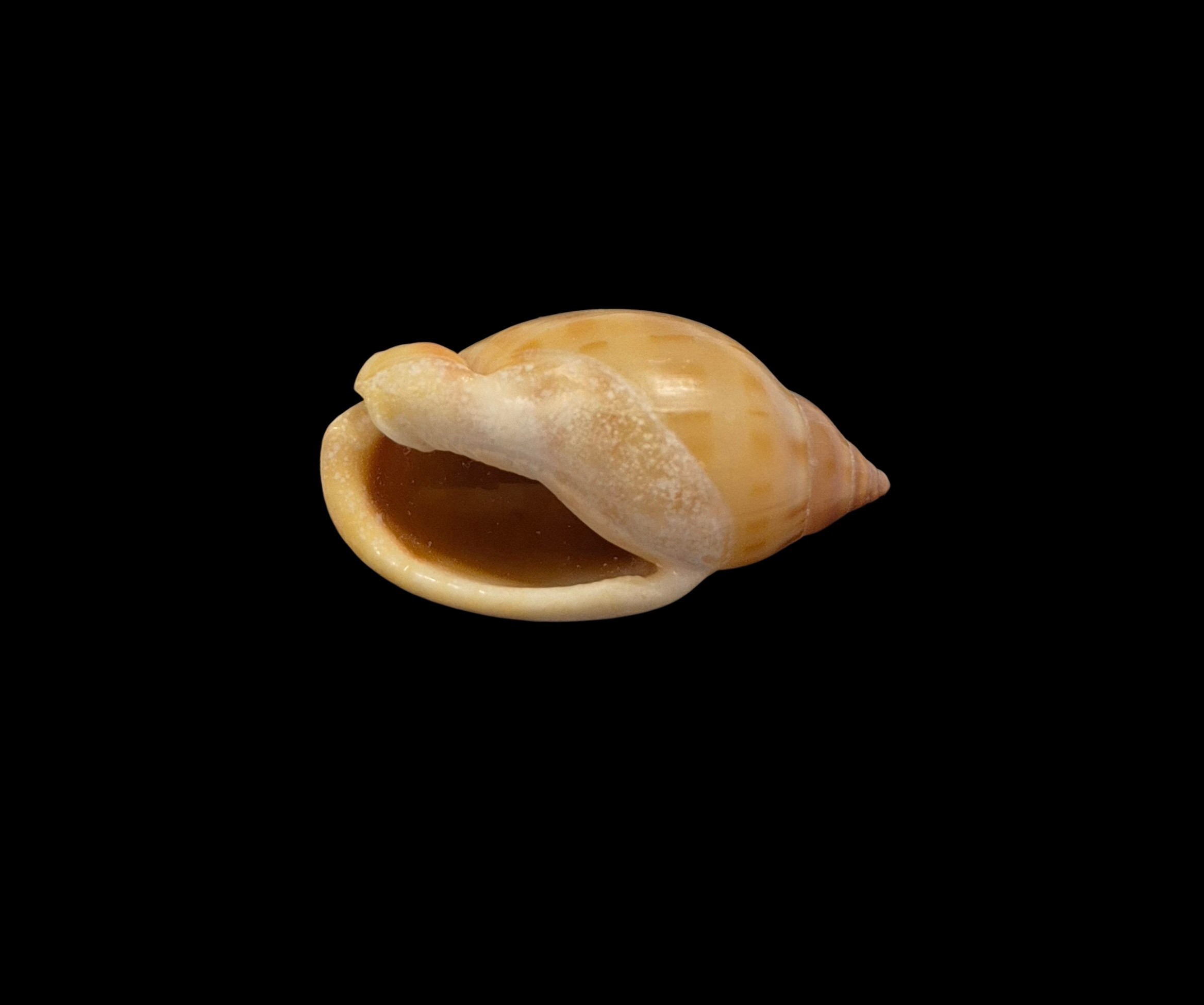 BC223 Casmaria atlantica - SELECTED - Image 3