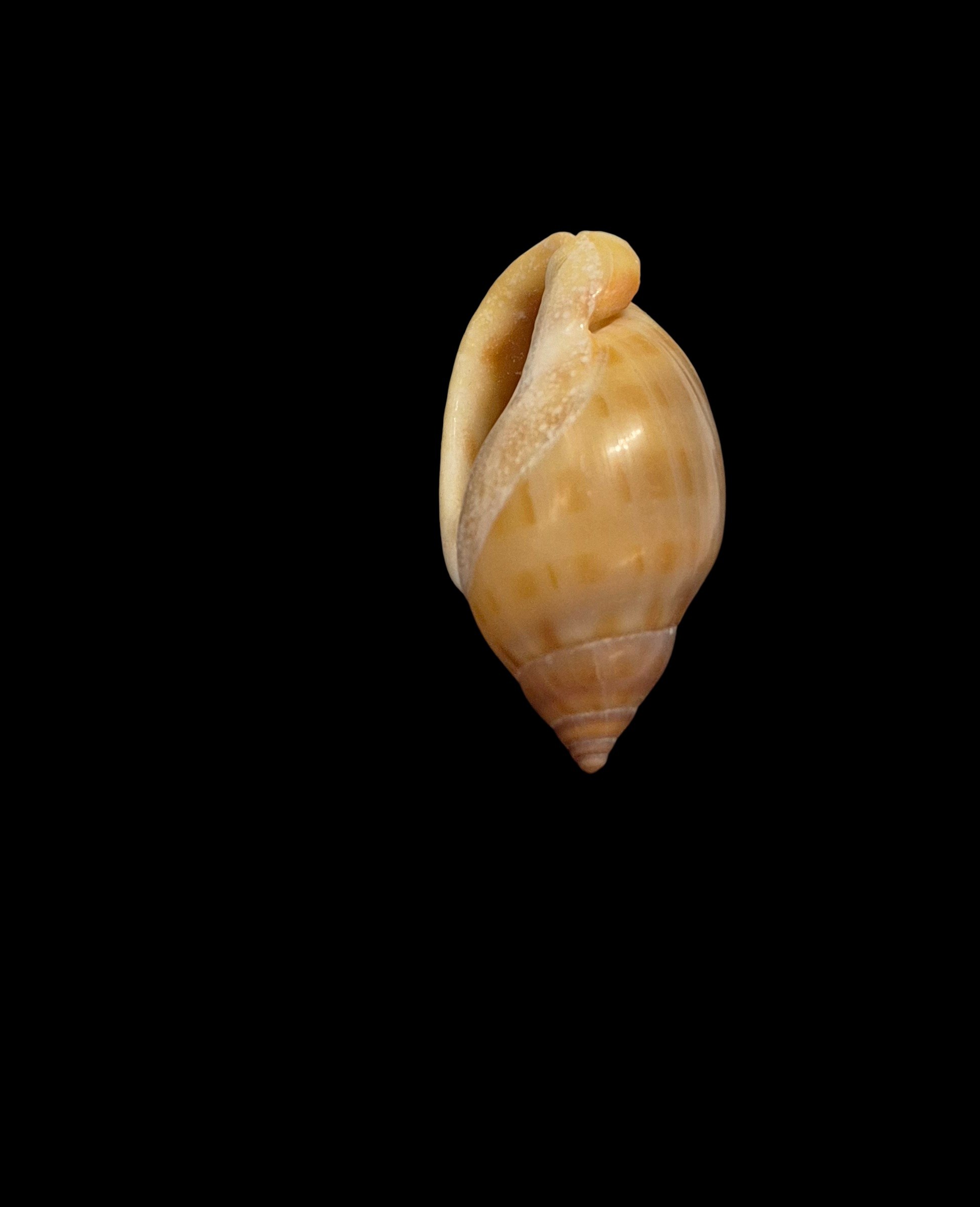 BC223 Casmaria atlantica - SELECTED - Image 5