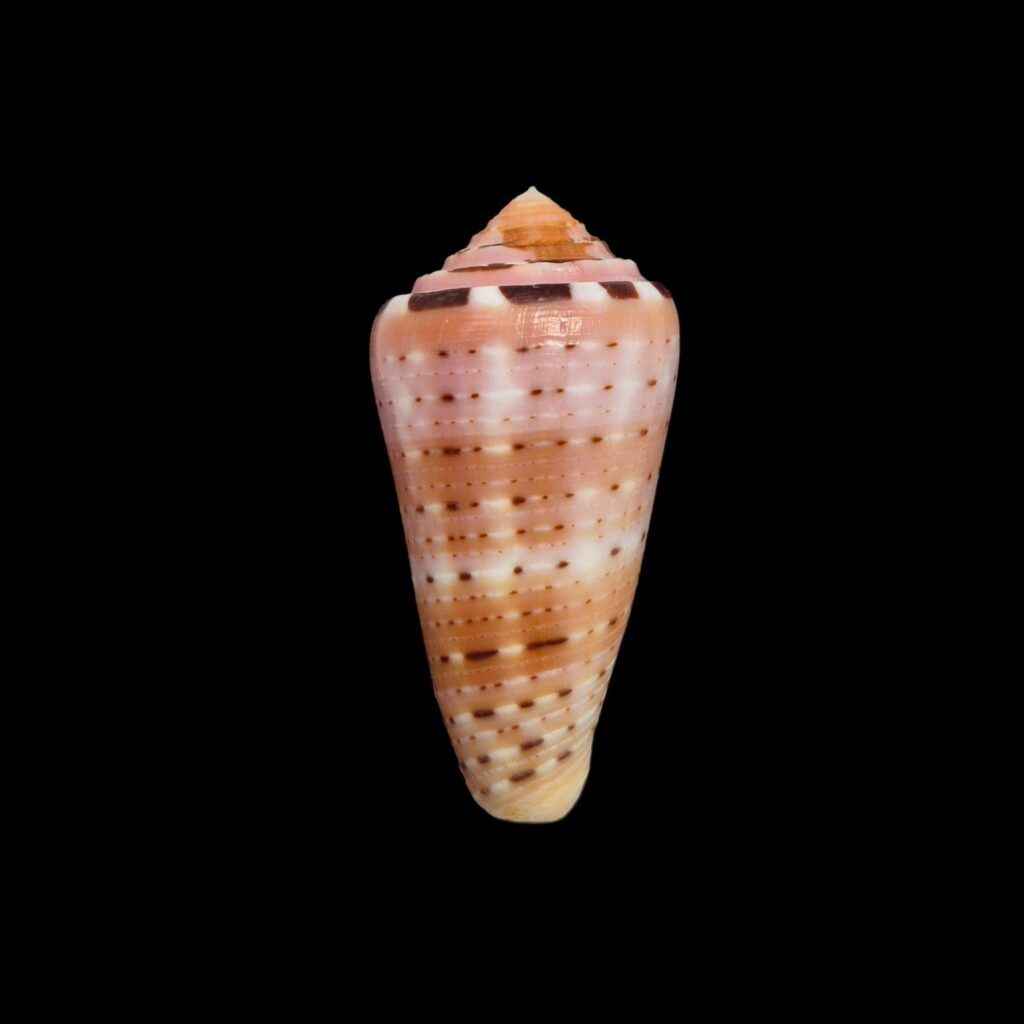 BC365 Conus aurisiacus
