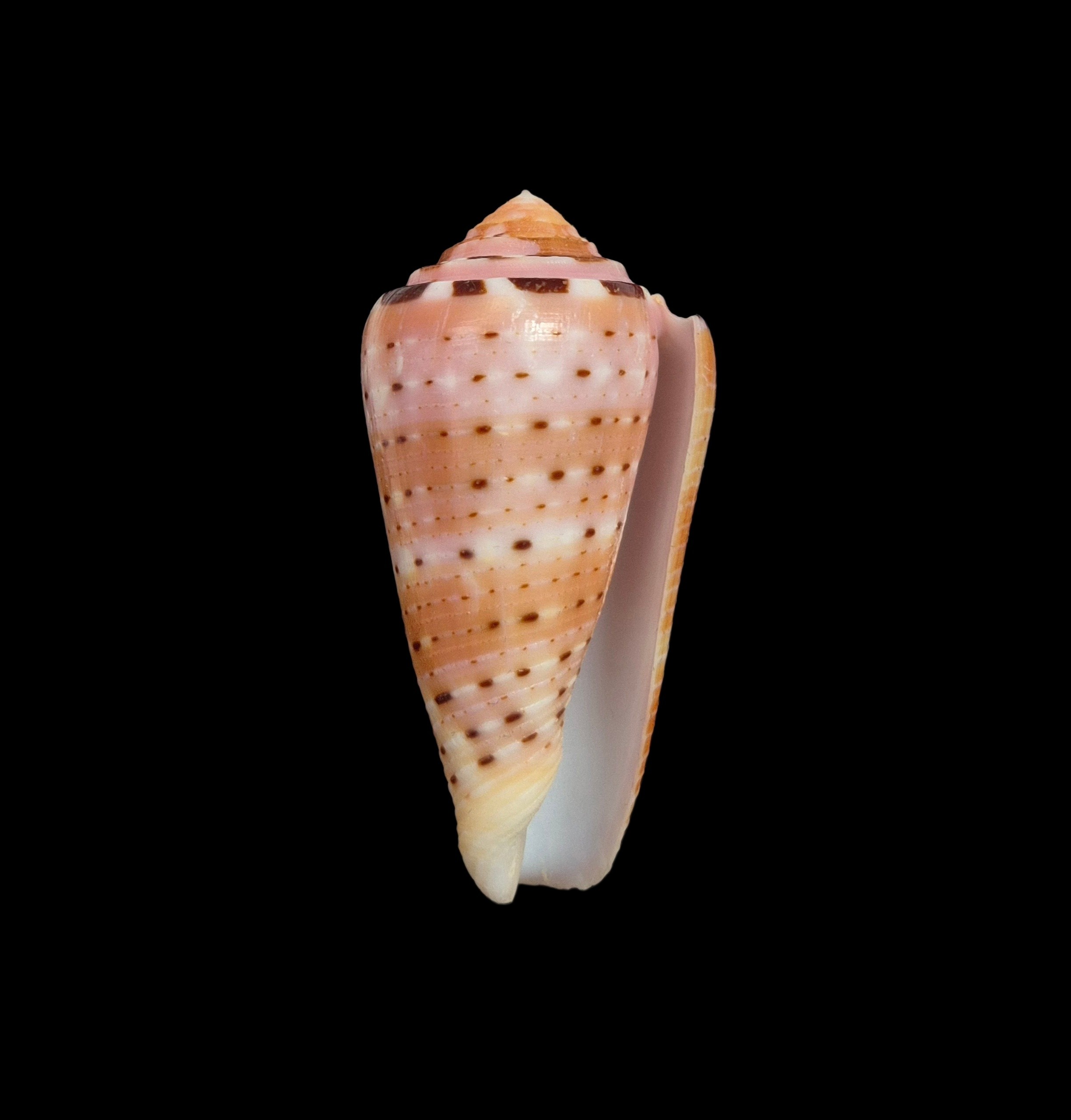 BC365 Conus aurisiacus - Image 2