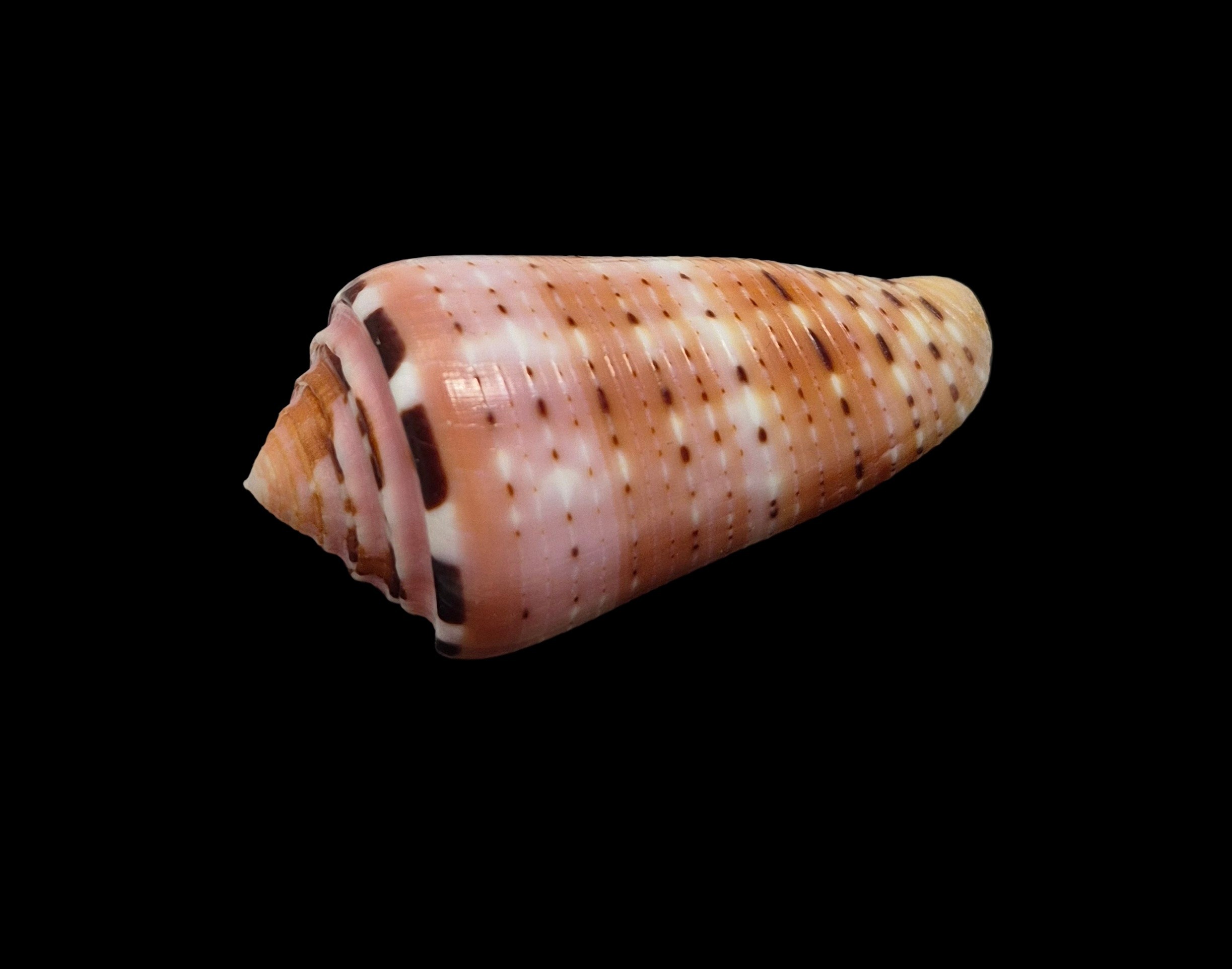 BC365 Conus aurisiacus - Image 3