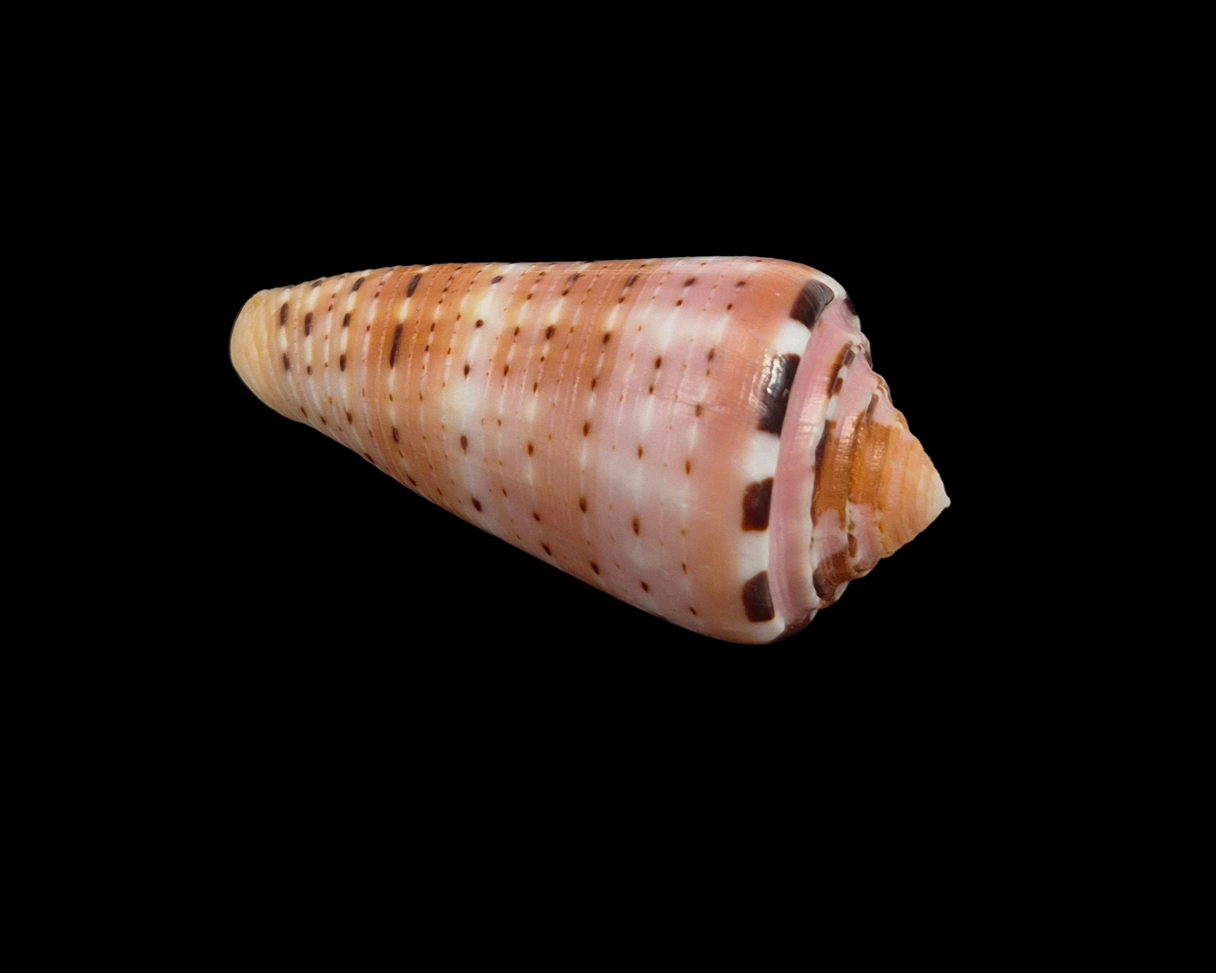 BC365 Conus aurisiacus - Image 4