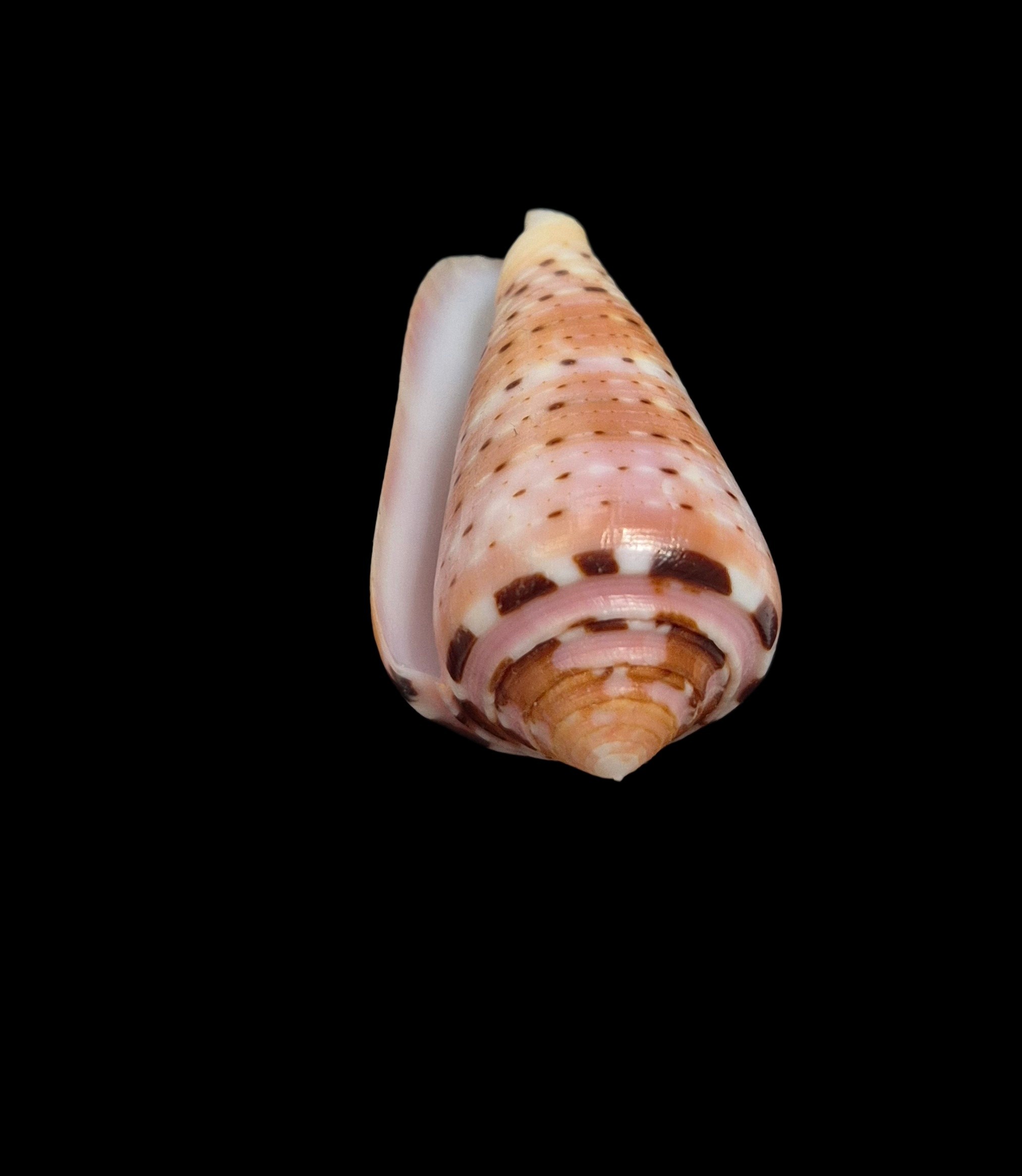 BC365 Conus aurisiacus - Image 5