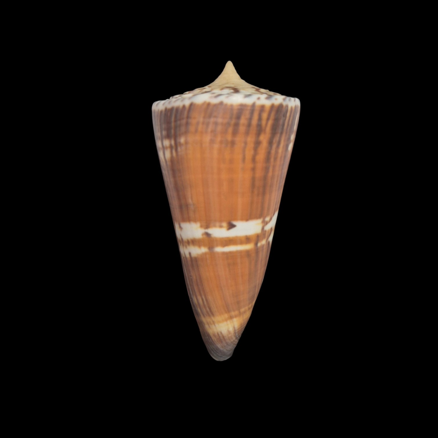 BC398 Conus generalis - HUGE