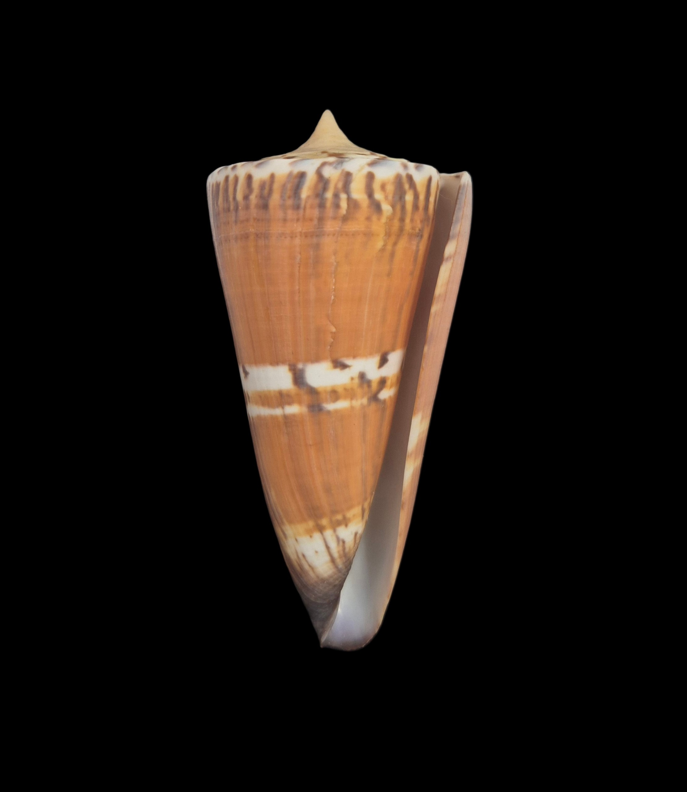 BC398 Conus generalis - HUGE - Image 2