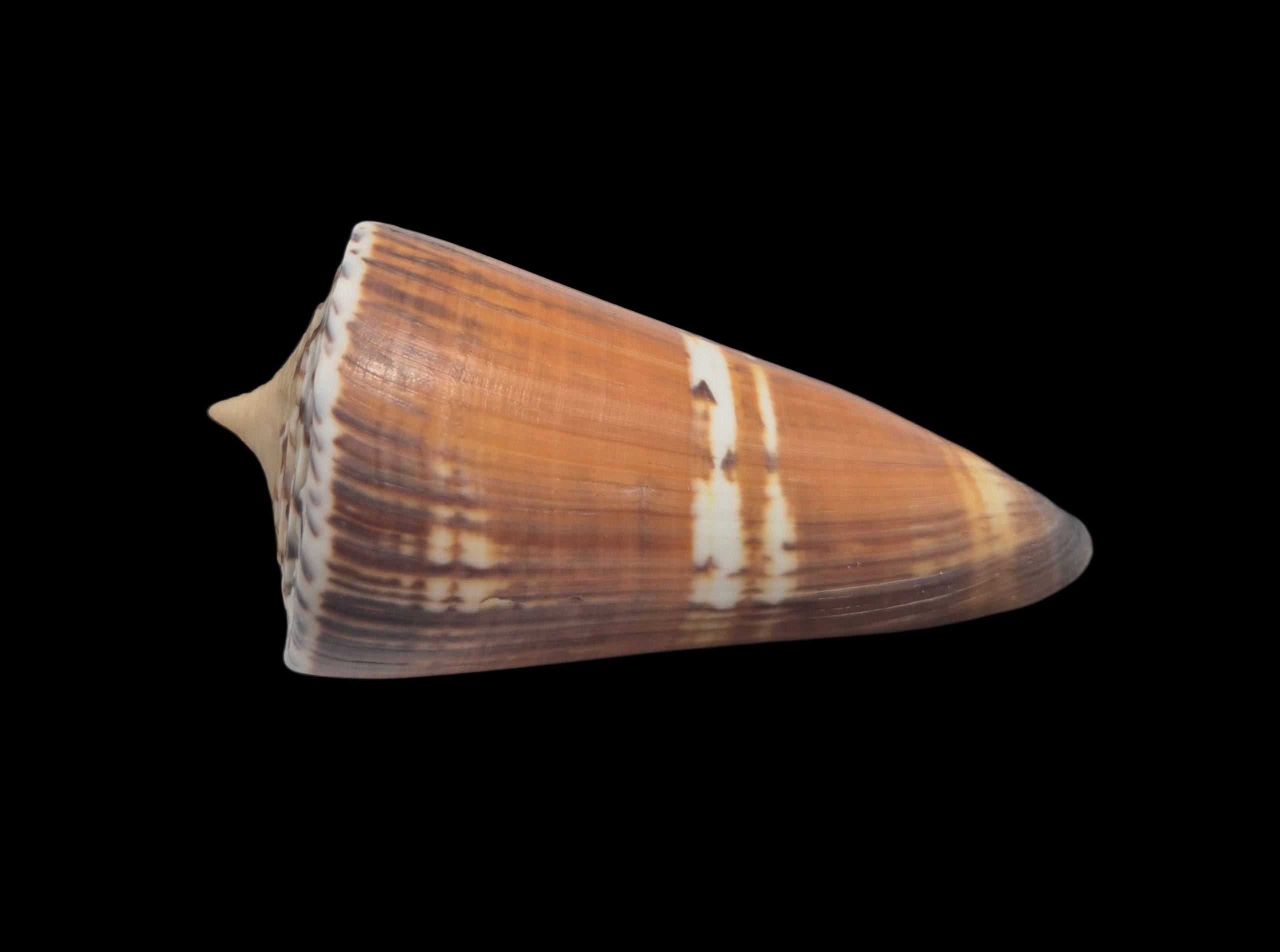 BC398 Conus generalis - HUGE - Image 3