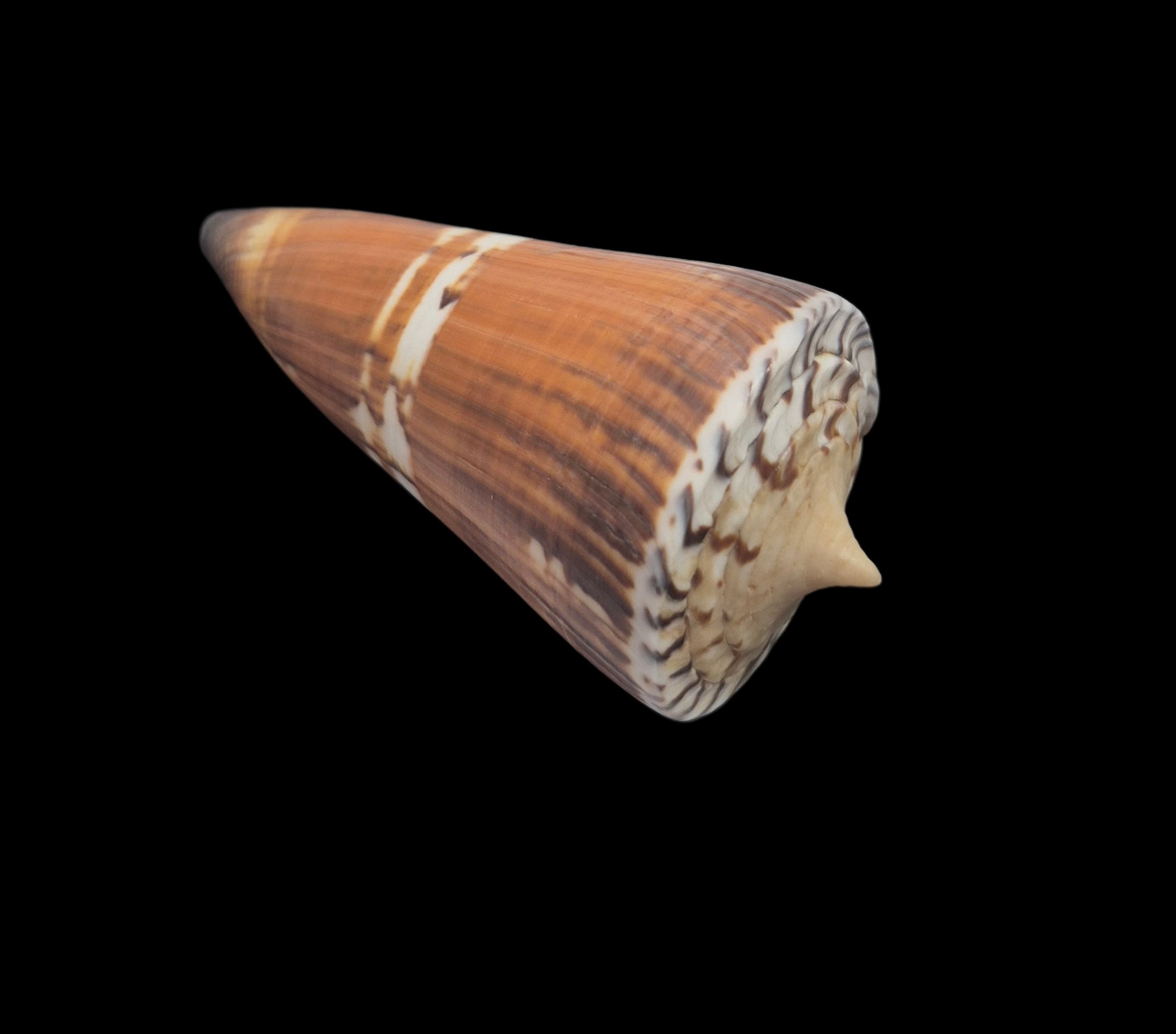 BC398 Conus generalis - HUGE - Image 4