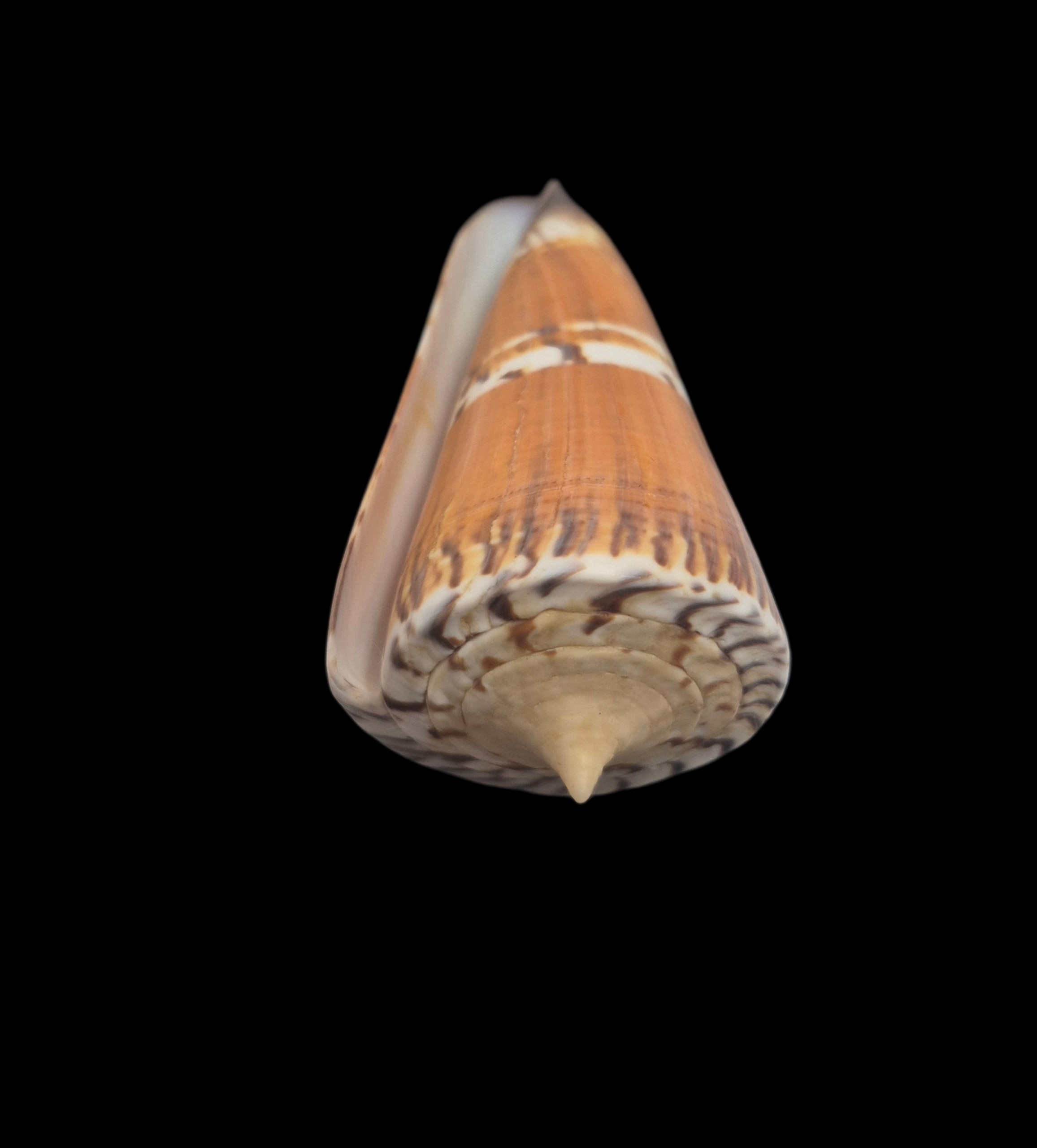 BC398 Conus generalis - HUGE - Image 5