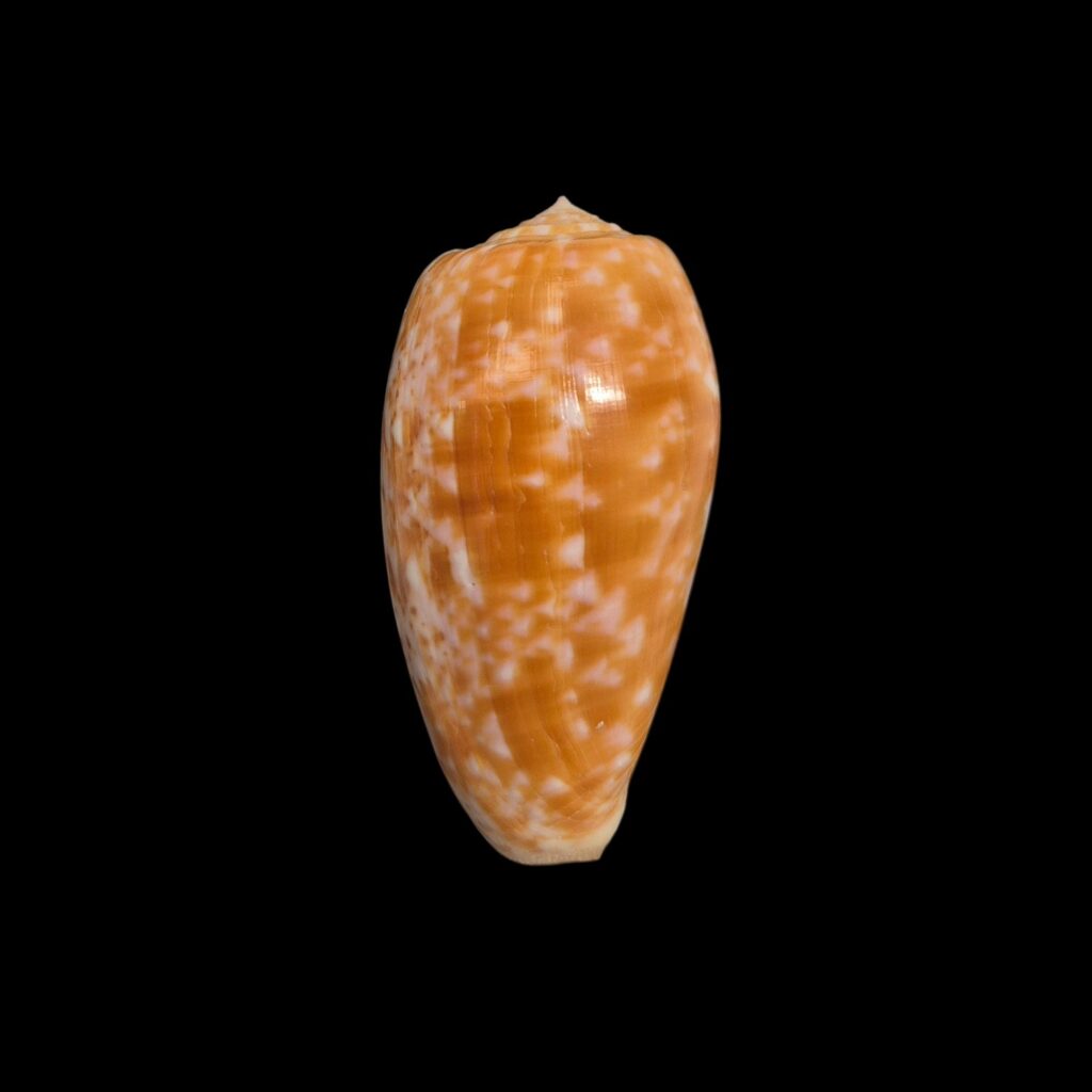 BC387 Conus bullatus