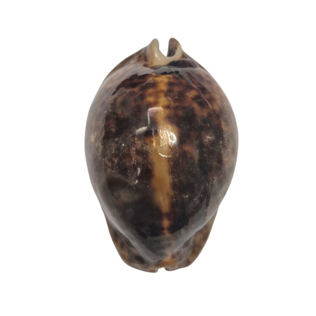 BC385 Trona stercoraria - LARGE and HEAVY
