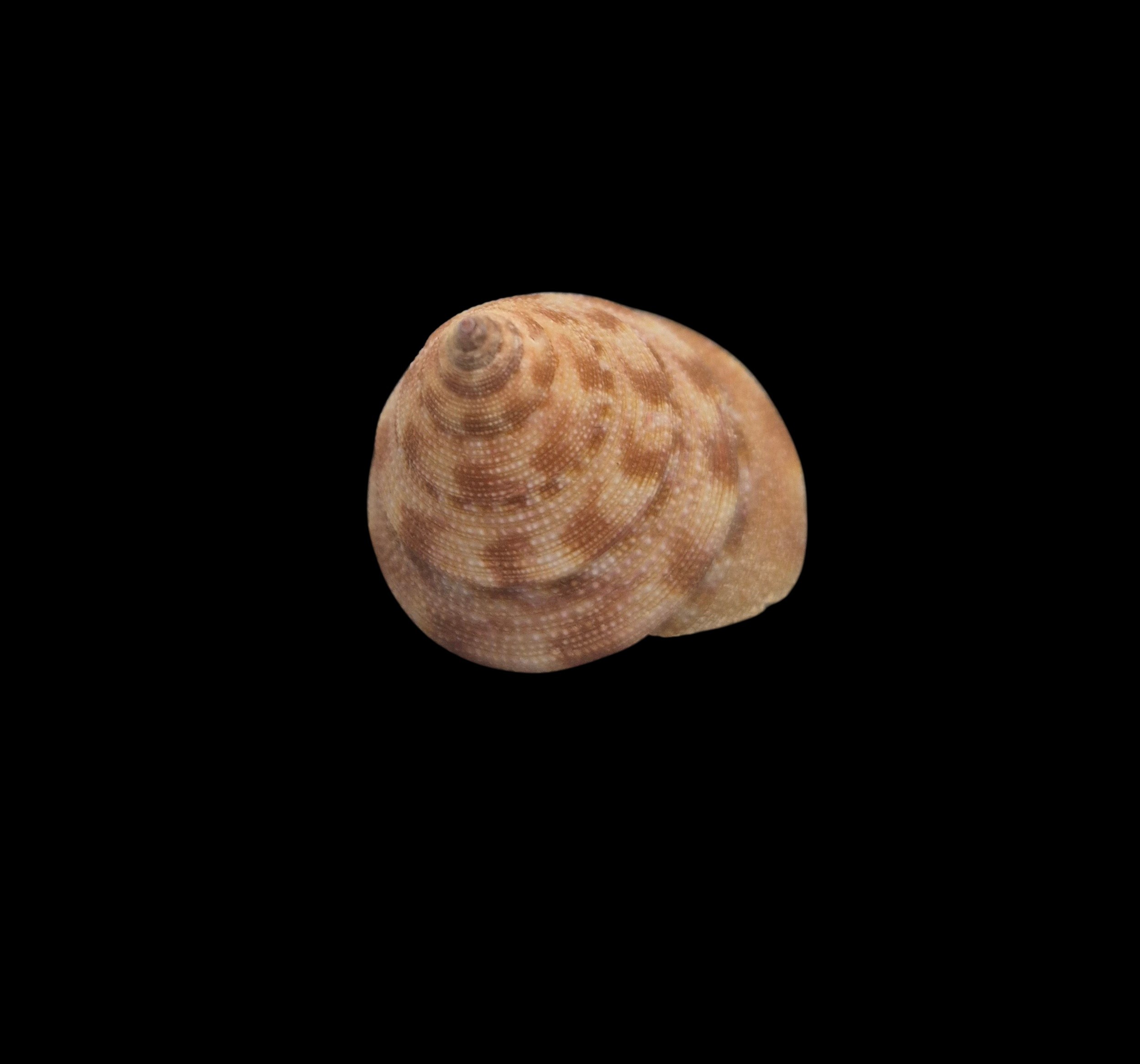 BC386 Calliostoma vinosum - SELECTED - Image 3