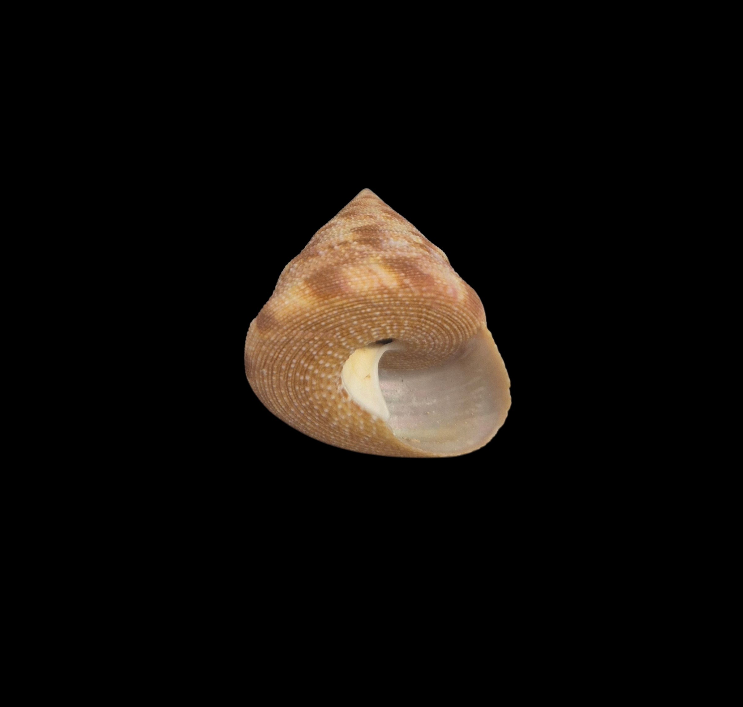 BC386 Calliostoma vinosum - SELECTED - Image 4
