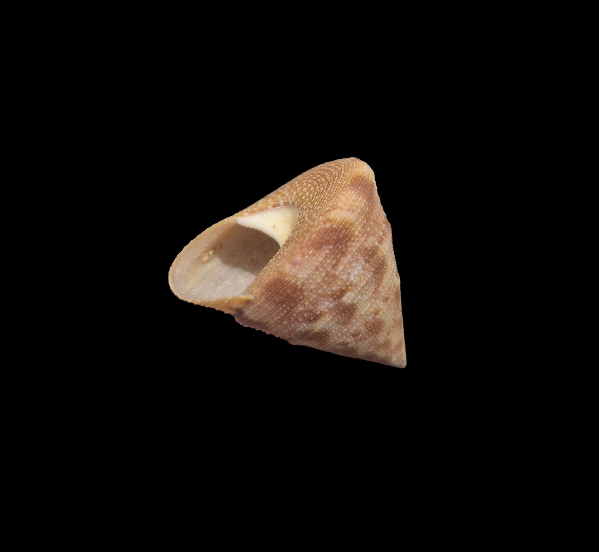 BC386 Calliostoma vinosum - SELECTED - Image 2
