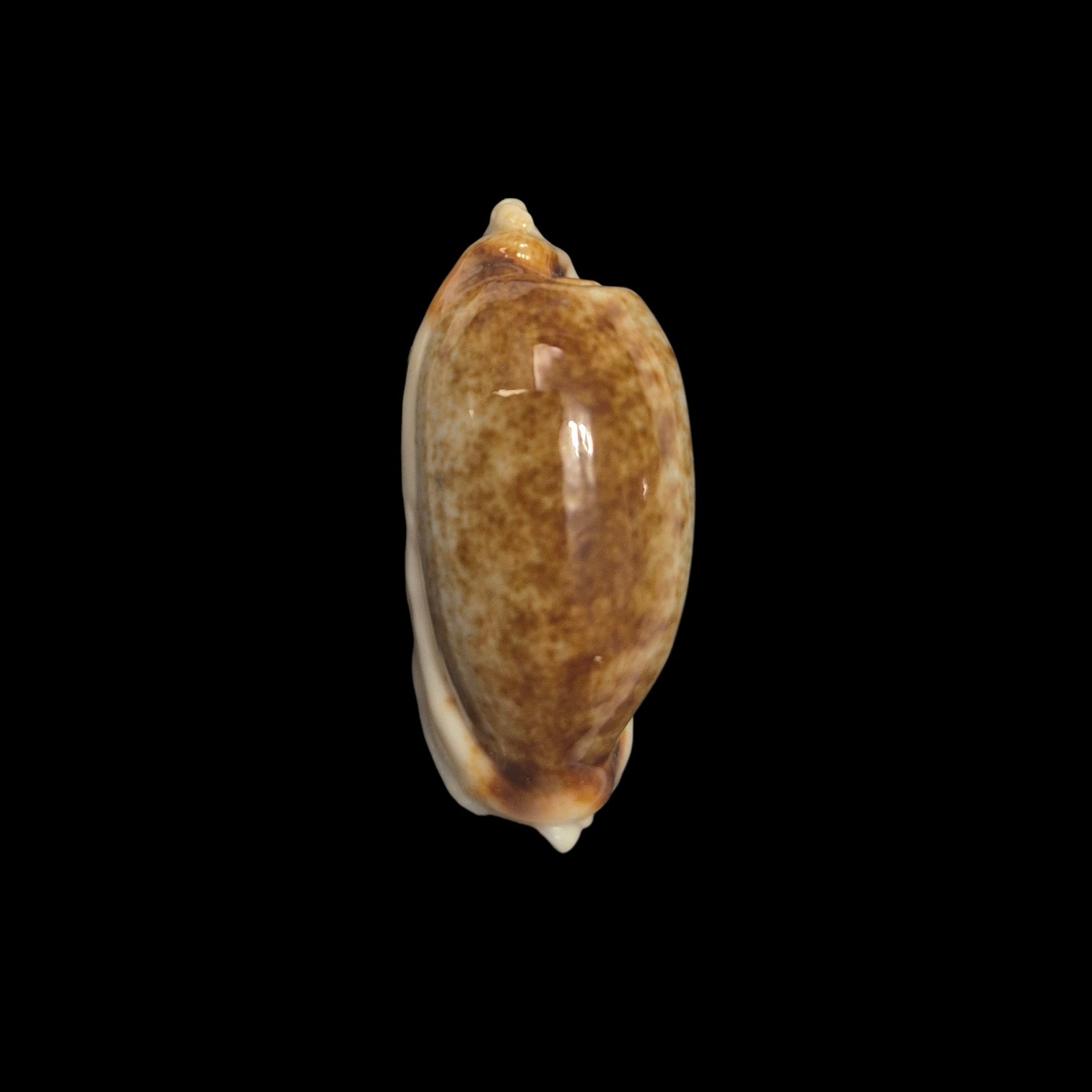 BC392 Erronea cylindrica - HYPER ROSTRATED
