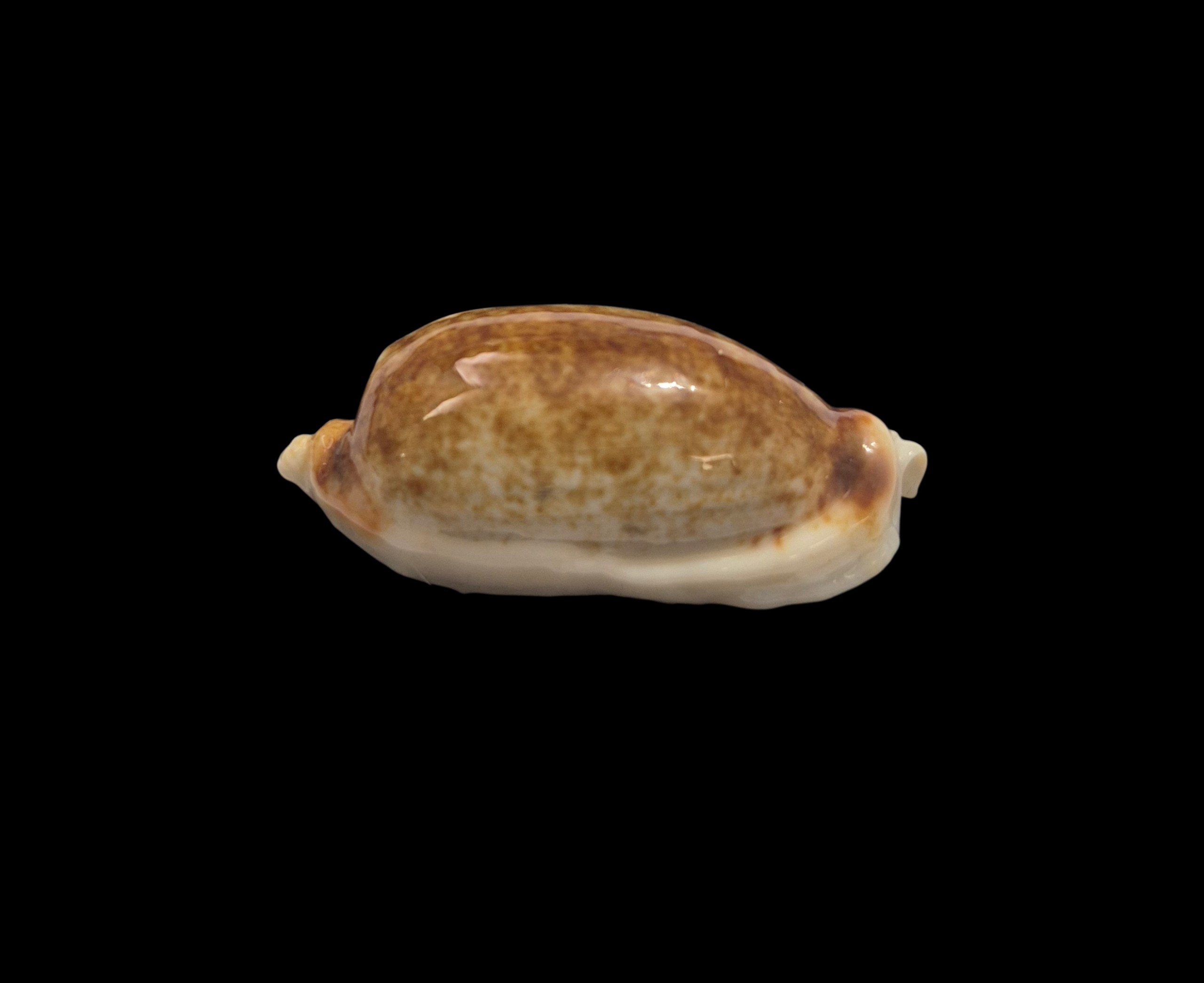 BC392 Erronea cylindrica - HYPER ROSTRATED - Image 3