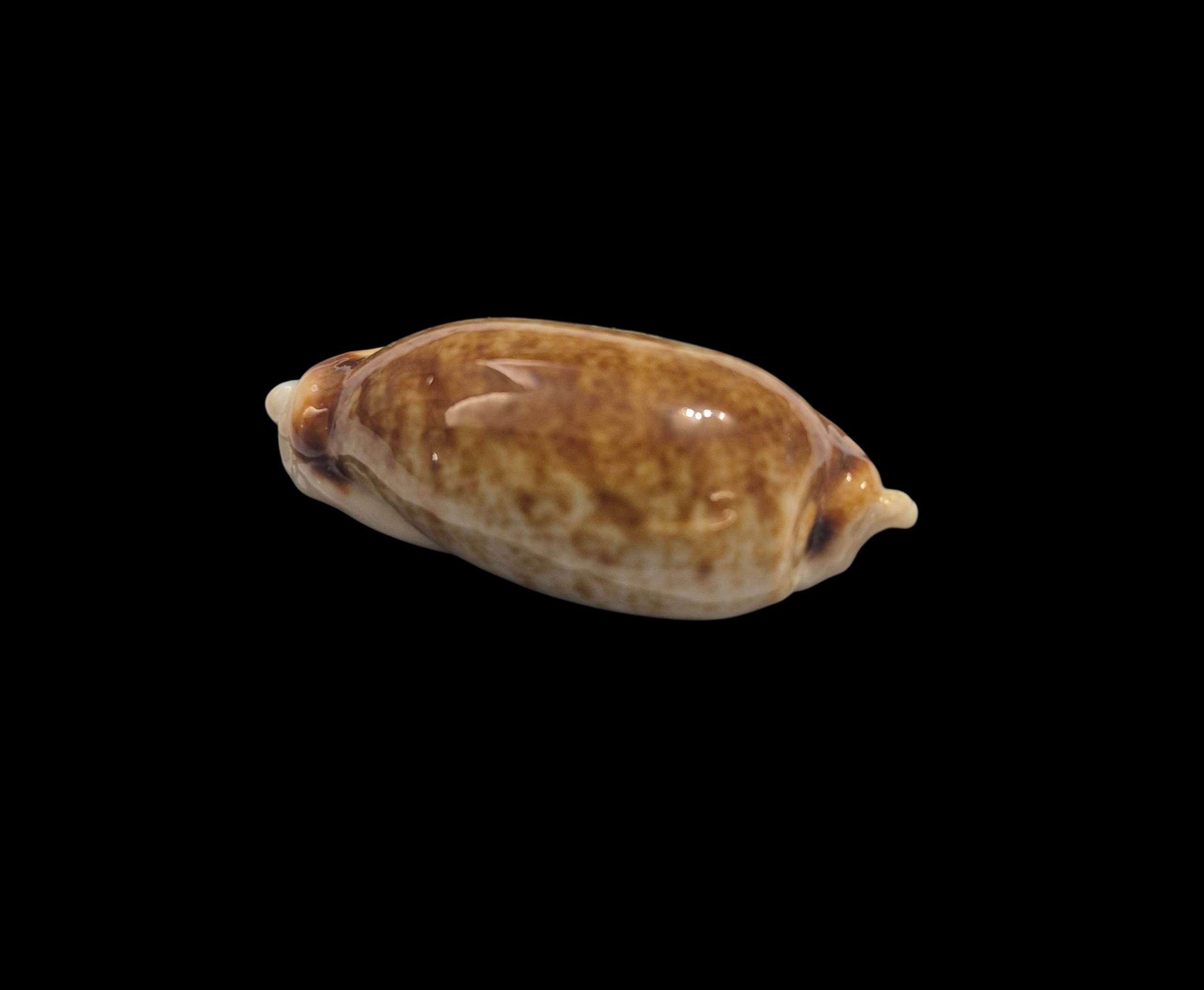BC392 Erronea cylindrica - HYPER ROSTRATED - Image 4