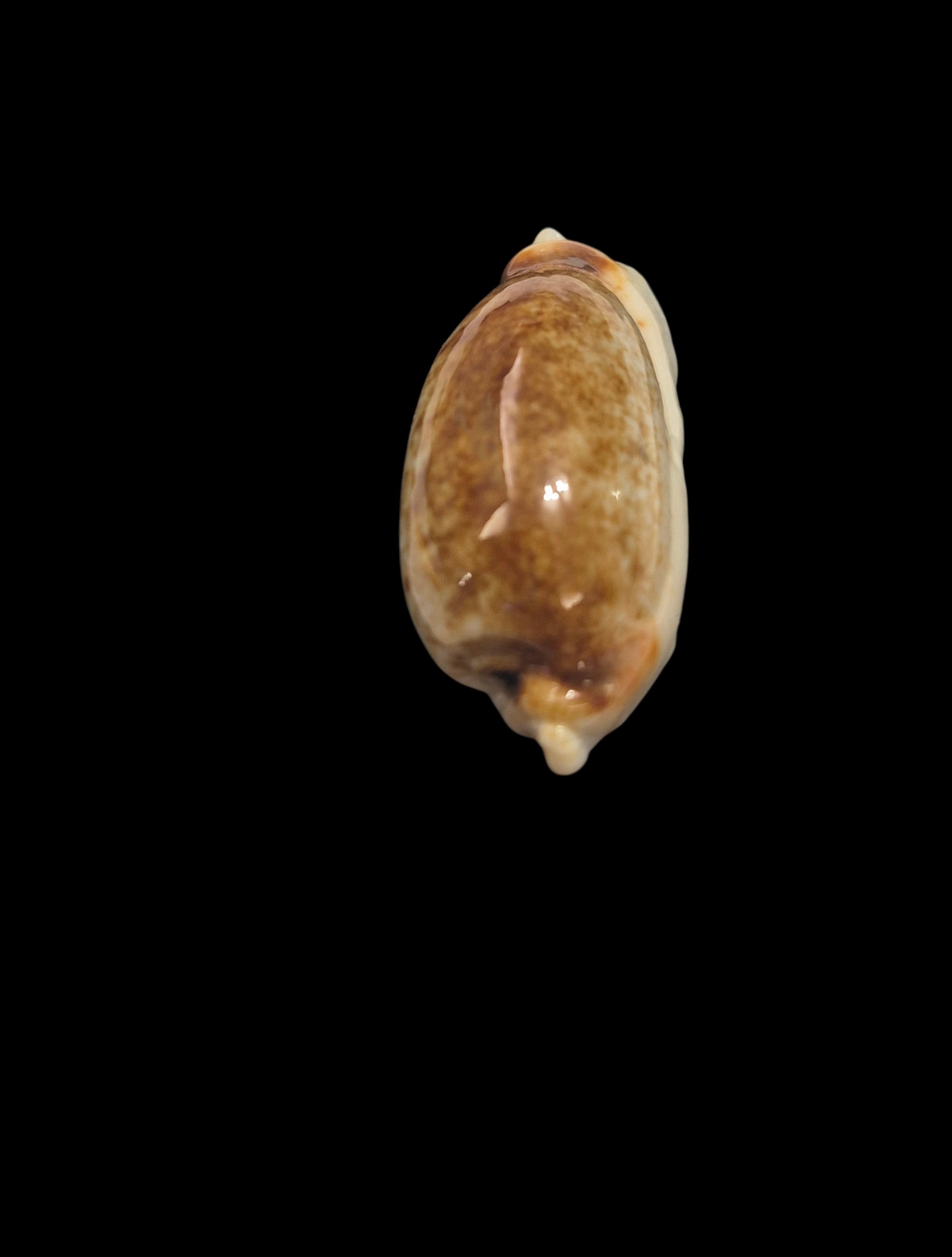 BC392 Erronea cylindrica - HYPER ROSTRATED - Image 5