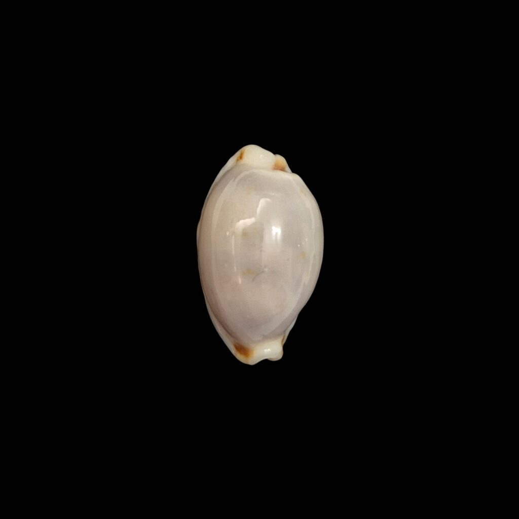 BC409 Bistolida brevidentata - IMMACULATA FORM
