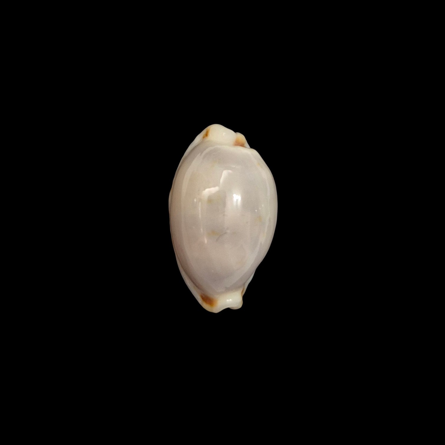 BC409 Bistolida brevidentata - IMMACULATA FORM