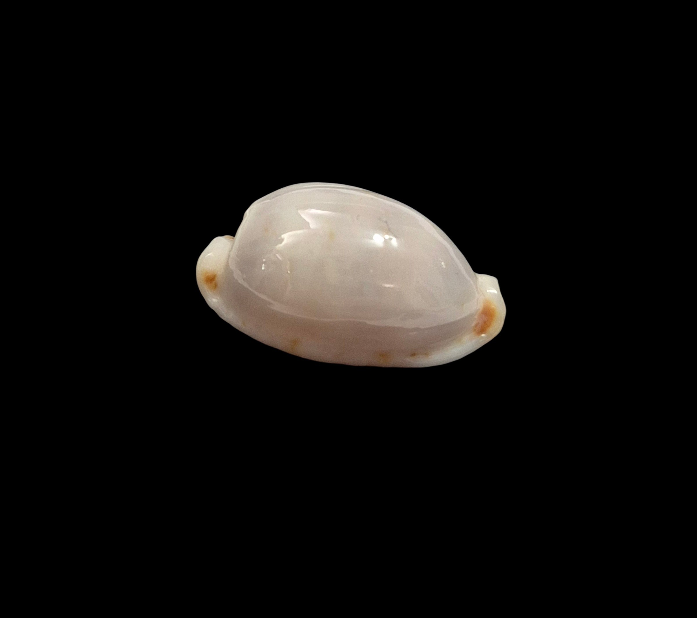 BC409 Bistolida brevidentata - IMMACULATA FORM - Image 2