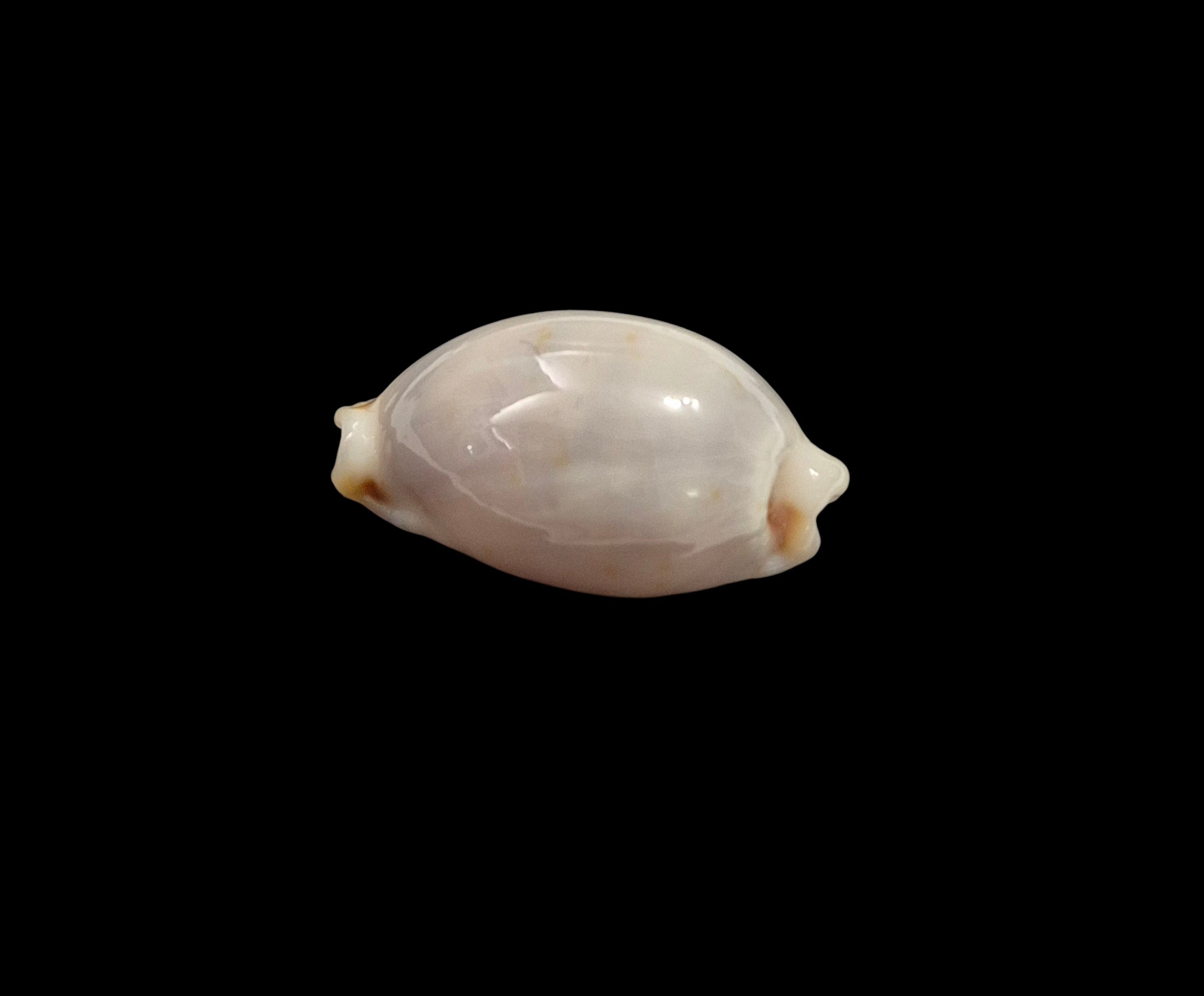 BC409 Bistolida brevidentata - IMMACULATA FORM - Image 3