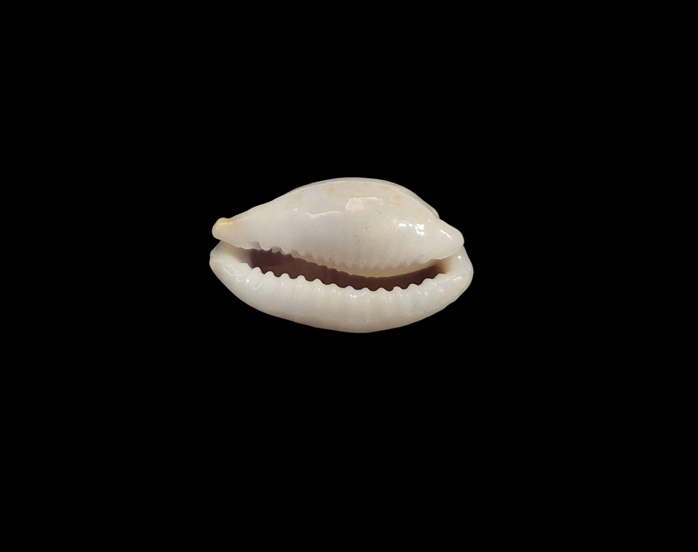 BC409 Bistolida brevidentata - IMMACULATA FORM - Image 5