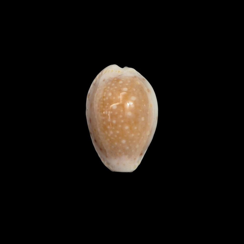 BC411 Naria cernica leforti