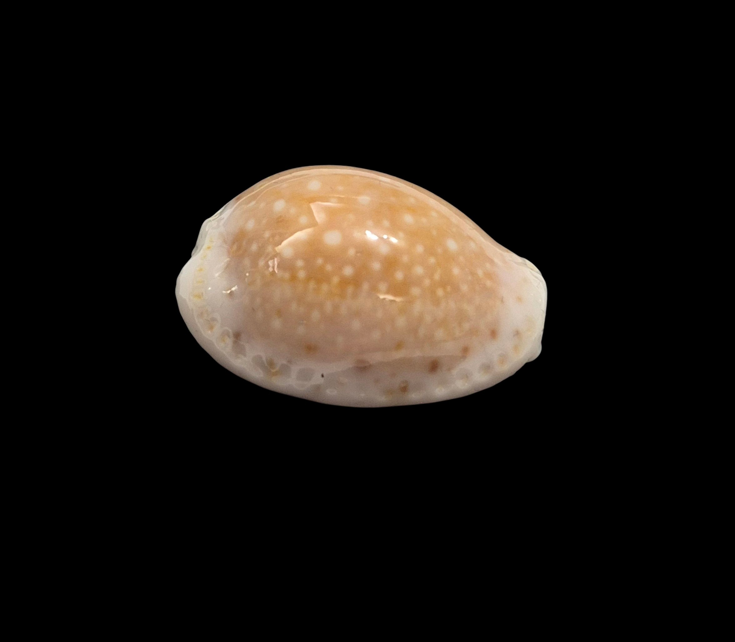 BC411 Naria cernica leforti - Image 2