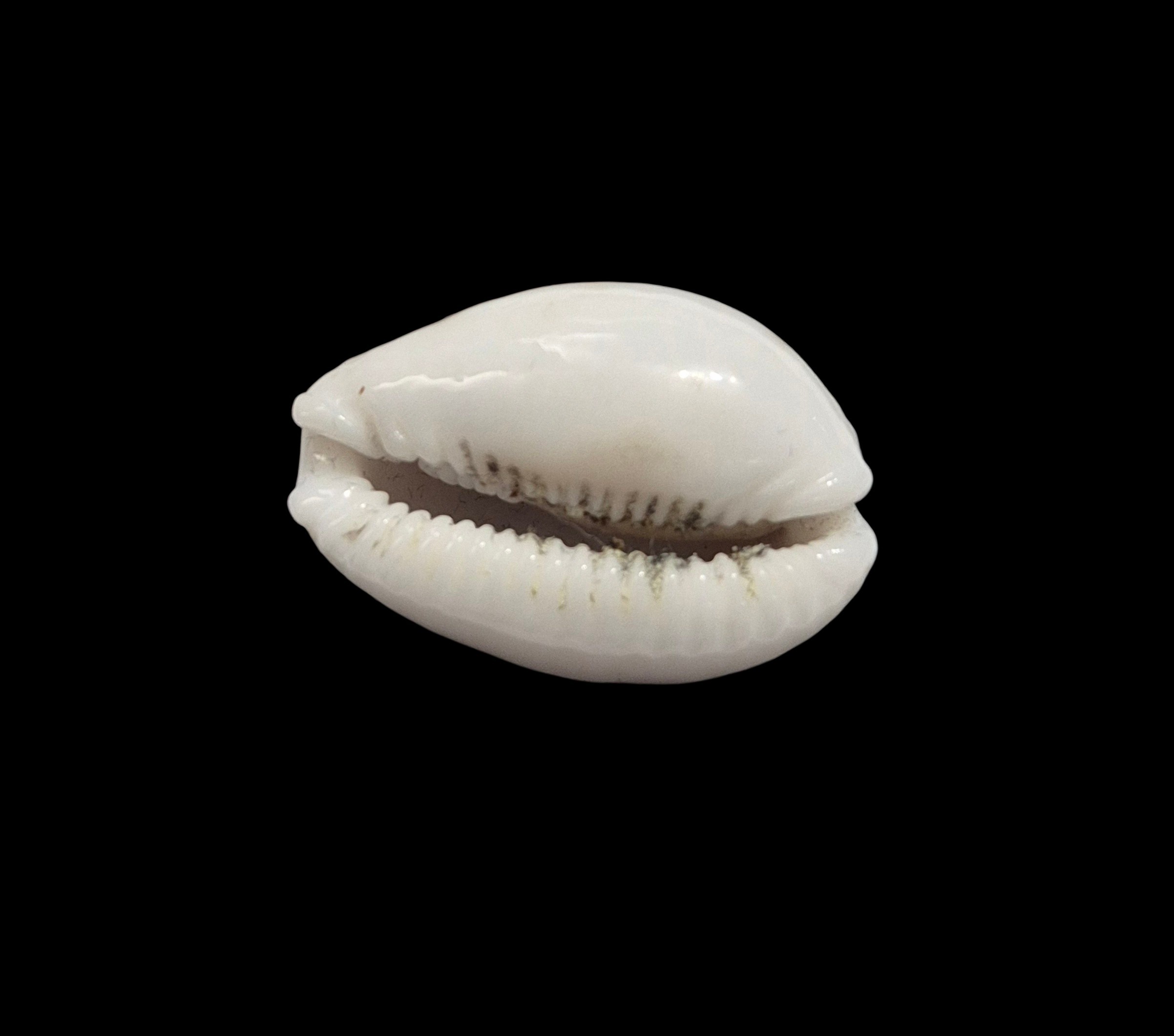 BC411 Naria cernica leforti - Image 5