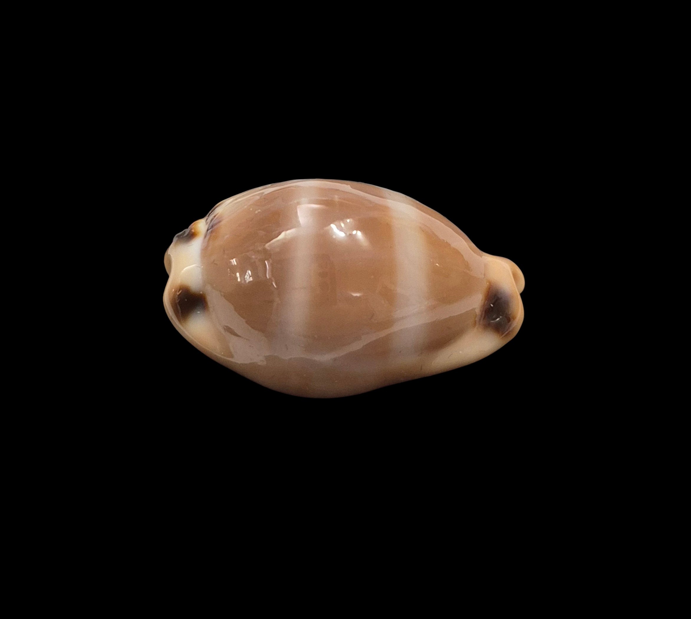 BC412 Luria lurida oceanica - Image 3