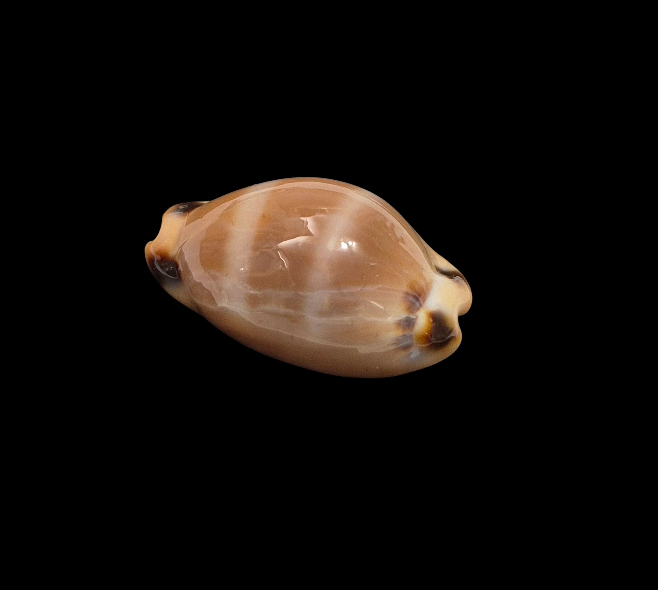 BC412 Luria lurida oceanica - Image 4