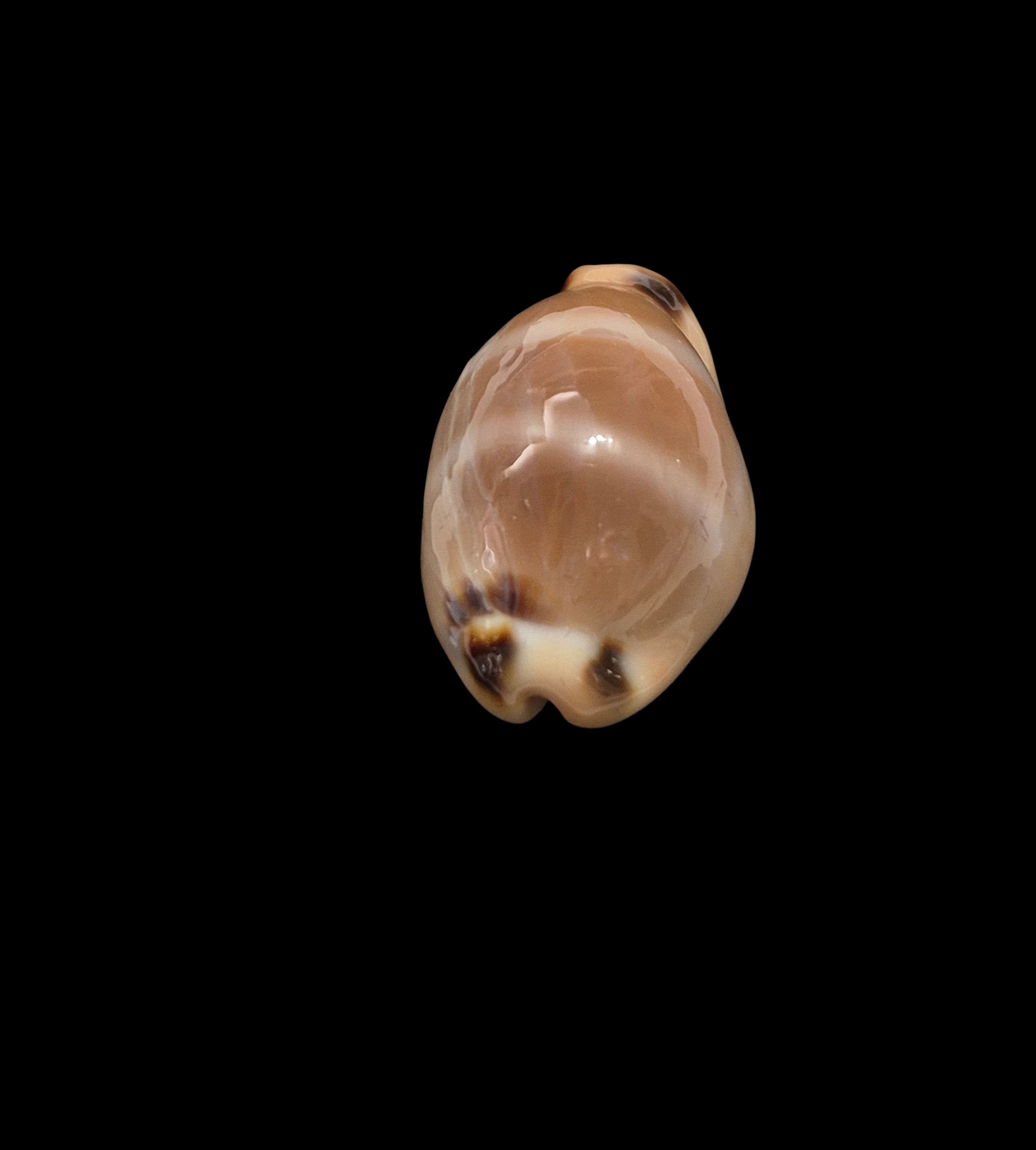 BC412 Luria lurida oceanica - Image 5