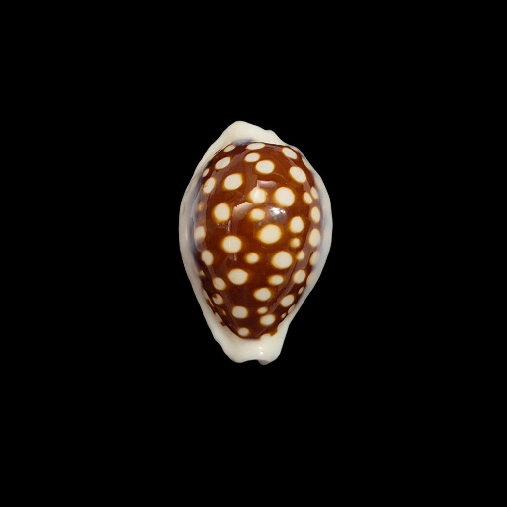 BC416 Cribrarula exmouthensis magnifica