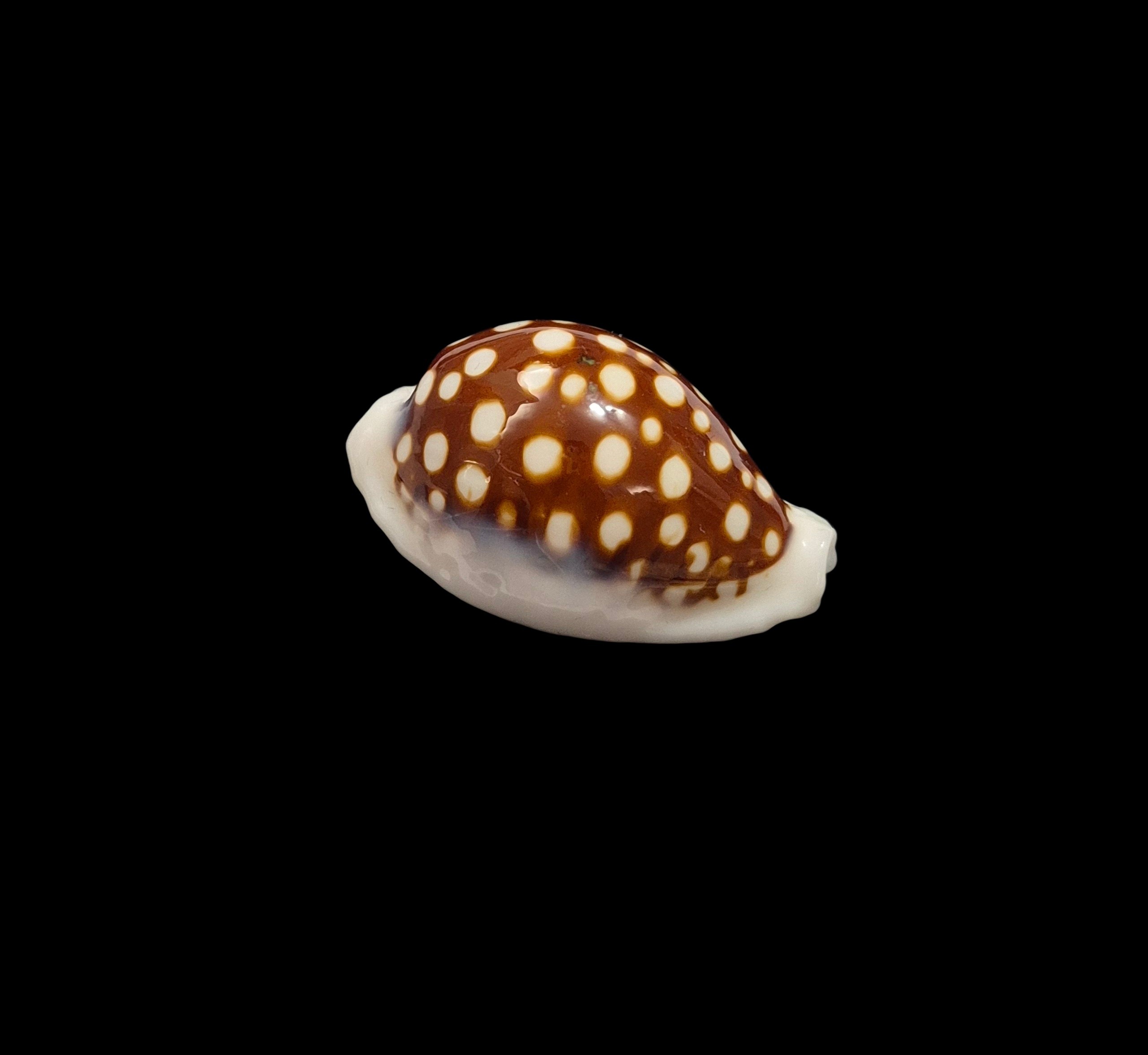 BC416 Cribrarula exmouthensis magnifica - Image 2