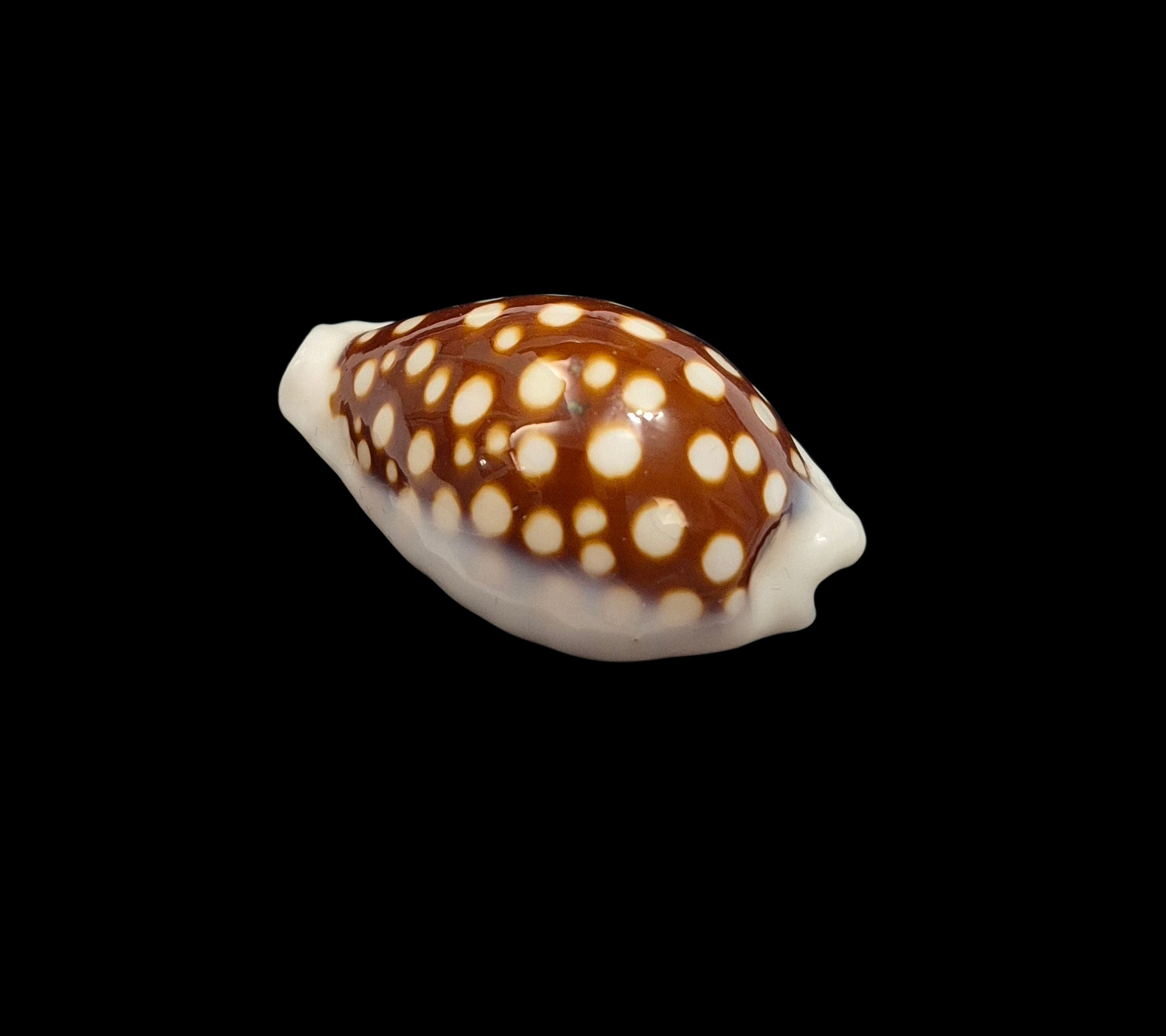 BC416 Cribrarula exmouthensis magnifica - Image 3