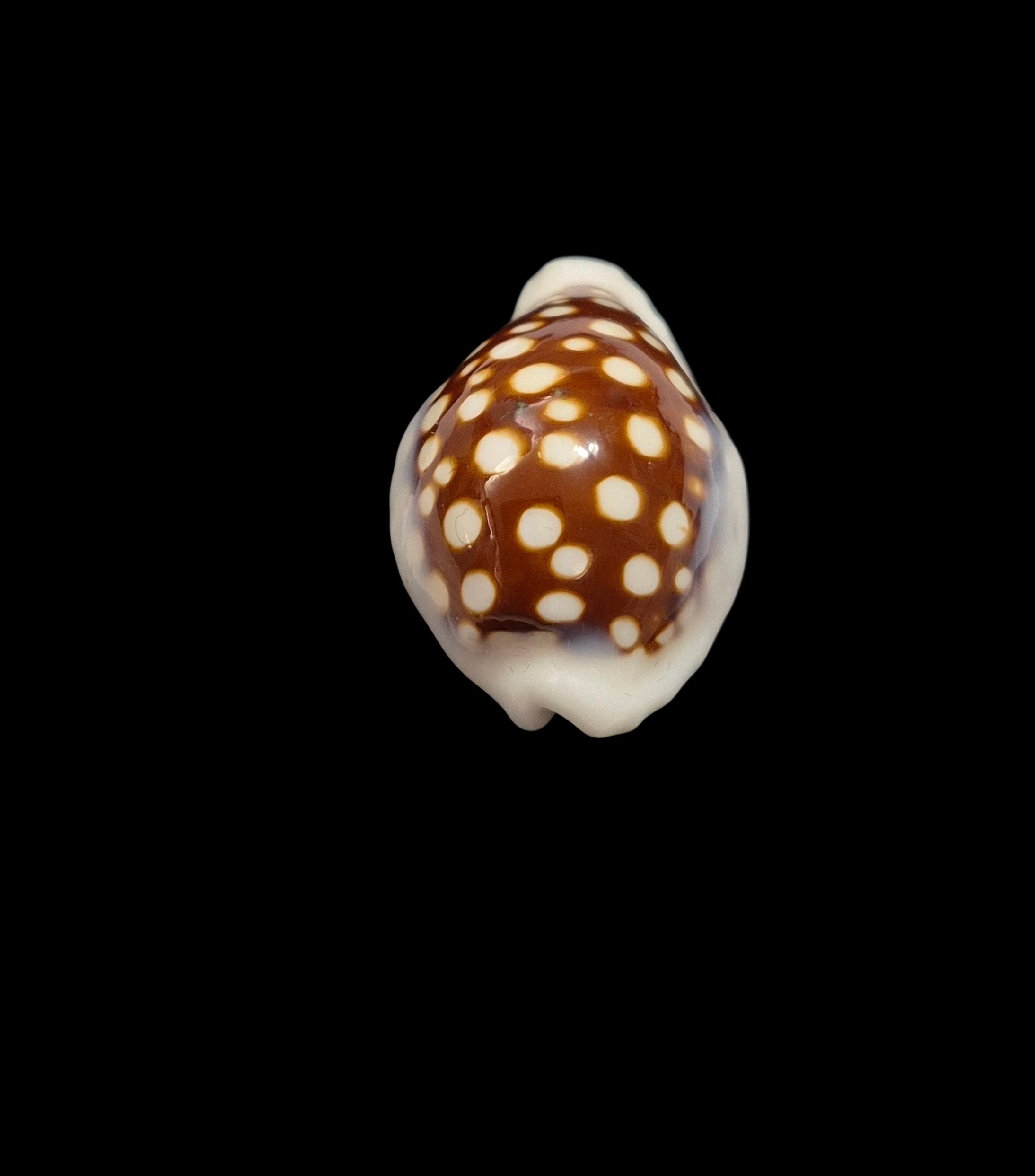 BC416 Cribrarula exmouthensis magnifica - Image 4