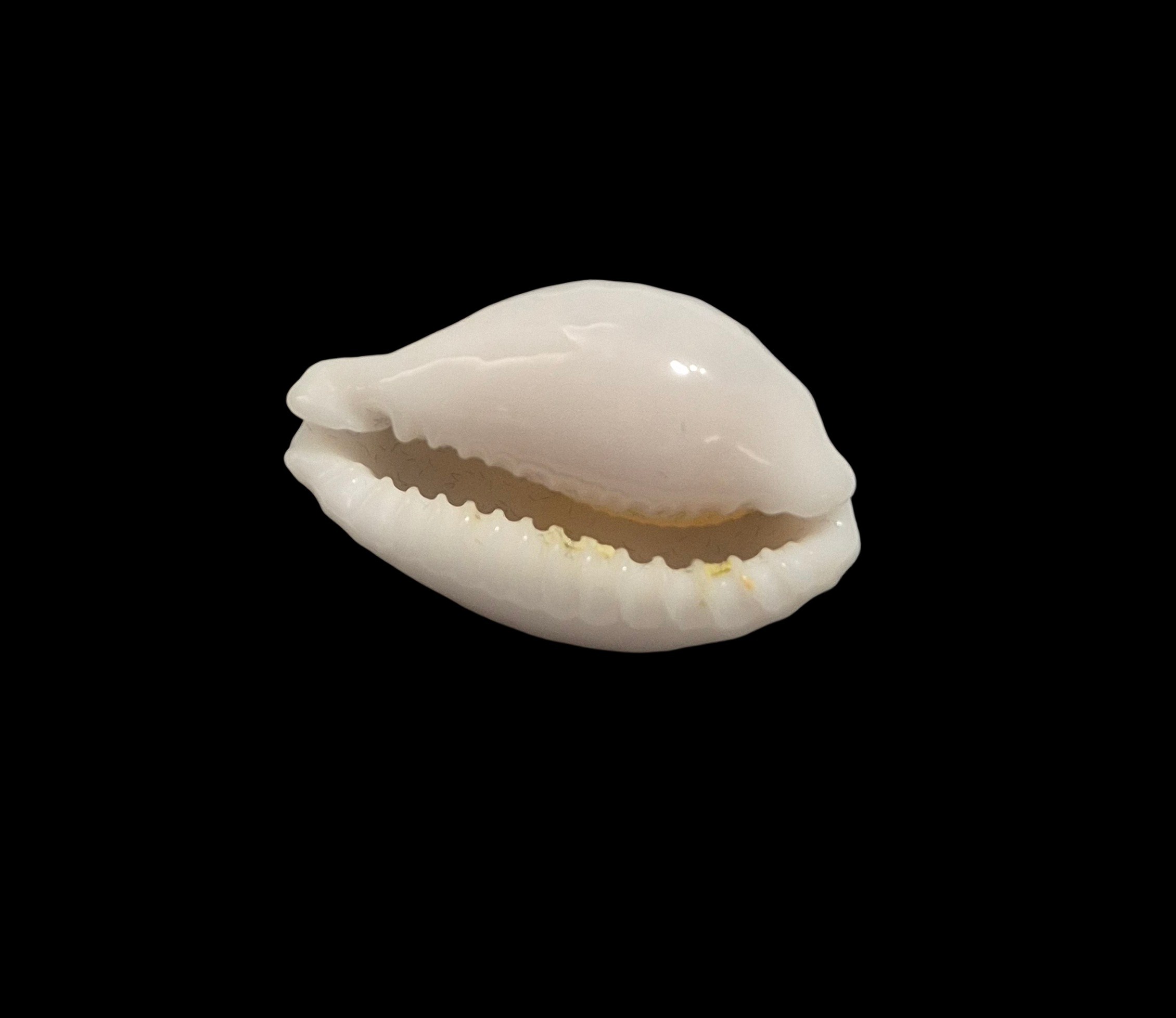 BC416 Cribrarula exmouthensis magnifica - Image 5