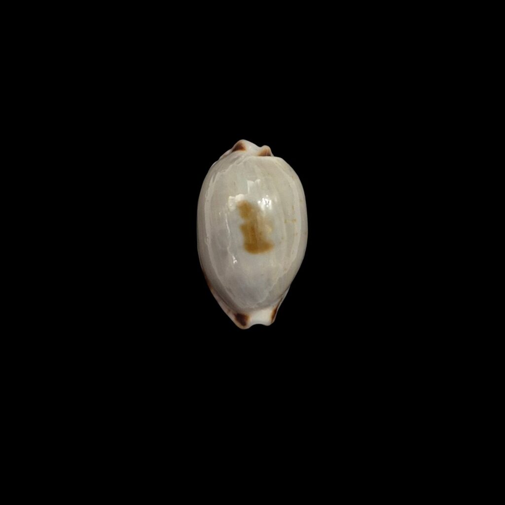 BC458 Erronea brevidentata