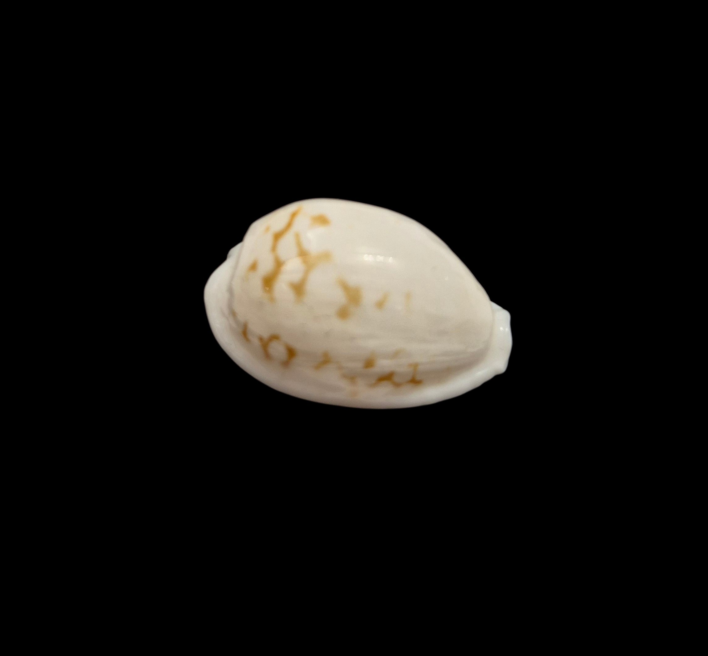 BC418 Cribrarula melwardi - Image 2