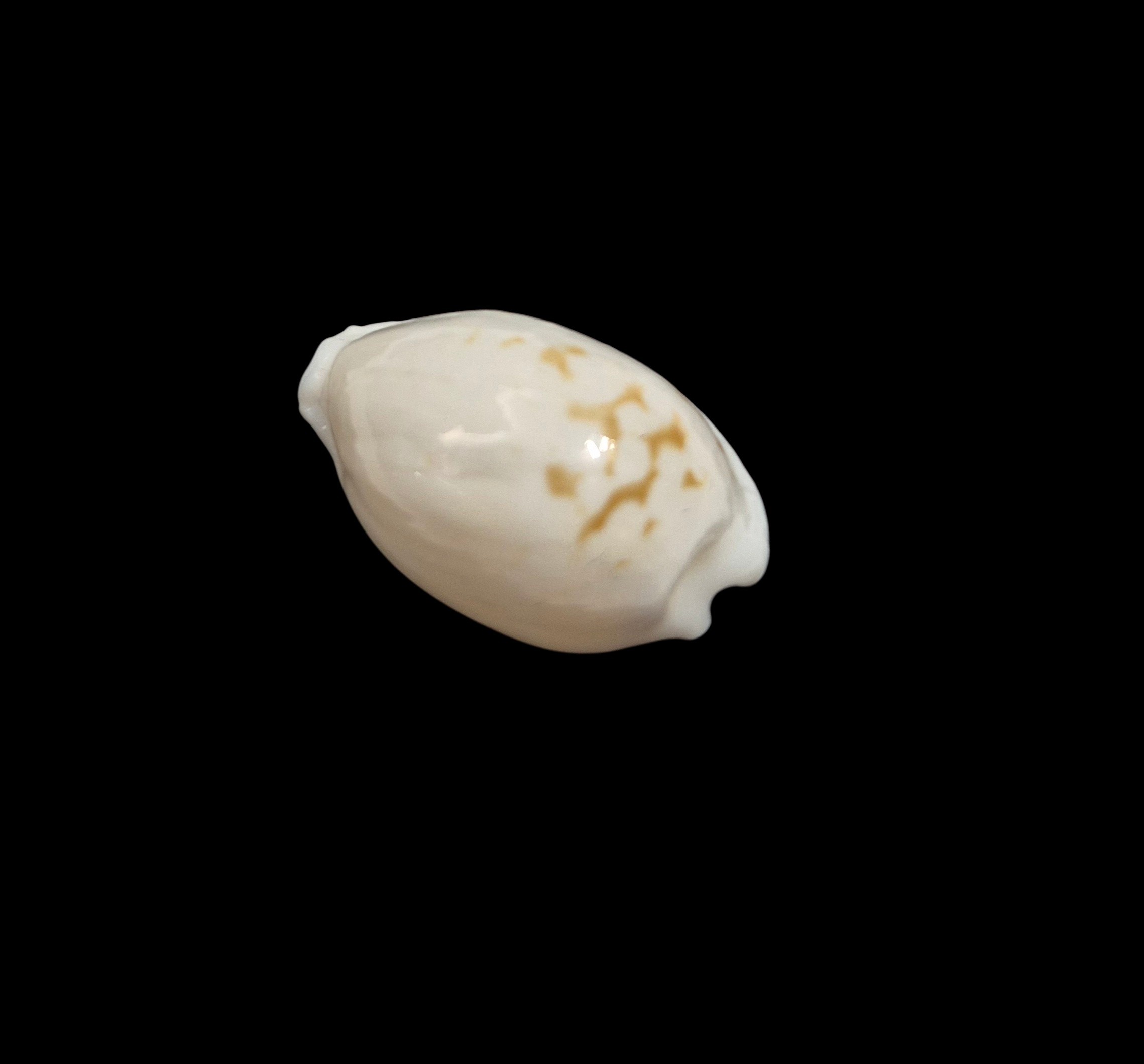 BC418 Cribrarula melwardi - Image 3