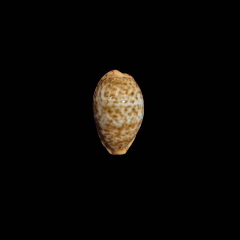 BC428 Palmadusta humphreyii - NIGER FORM